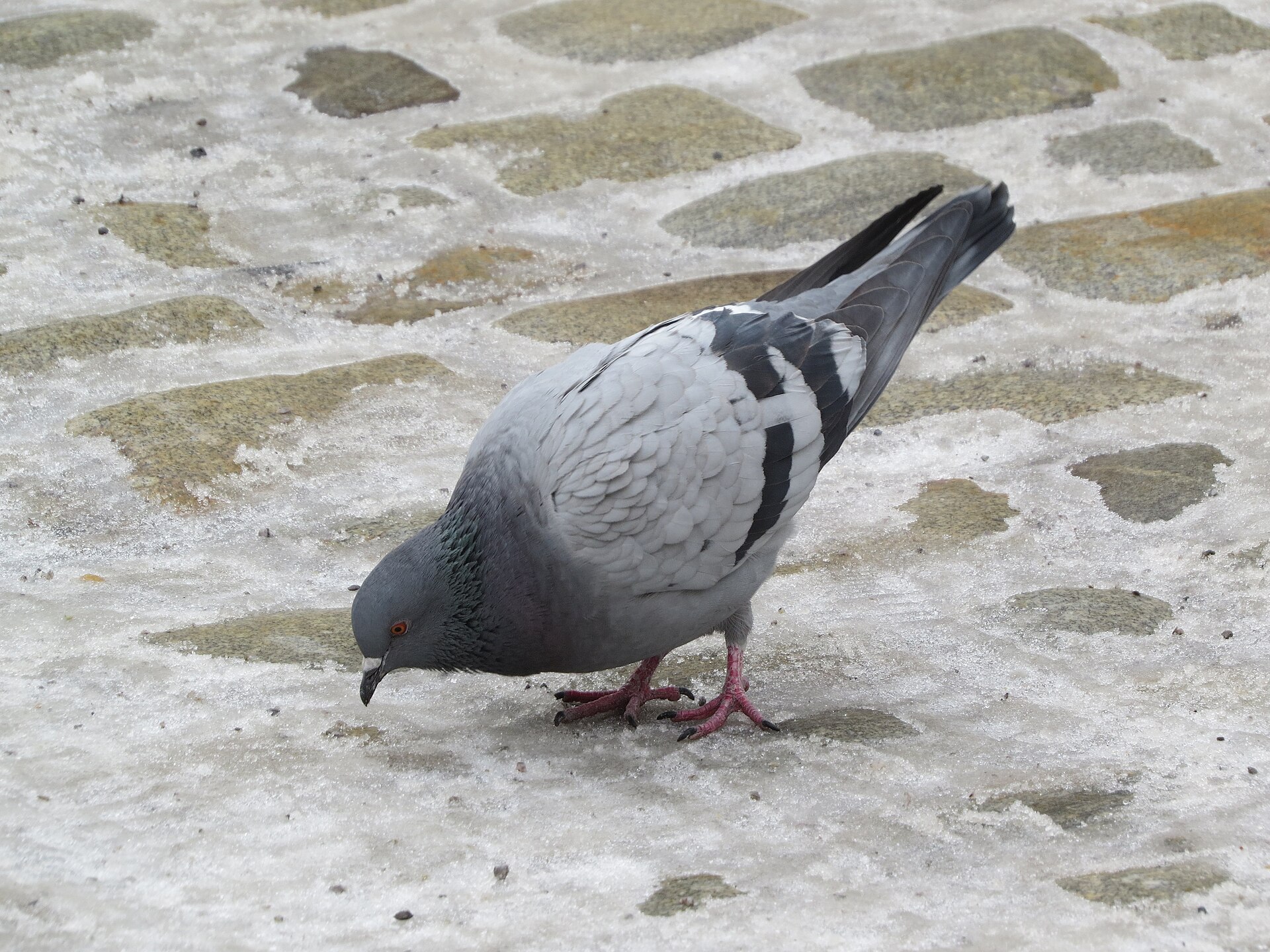 Domestic Pigeon ()