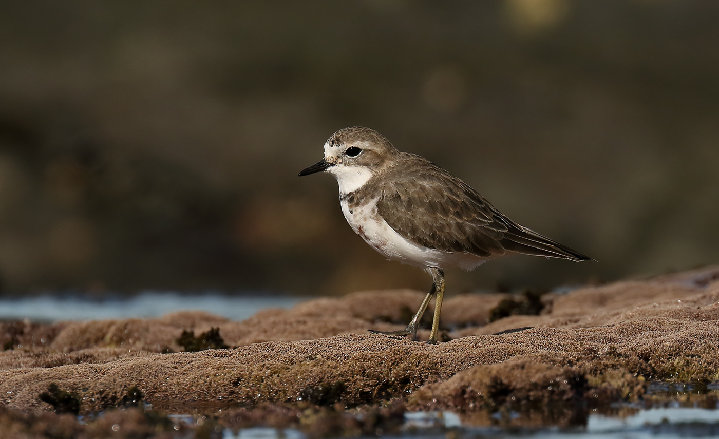 Double-banded Plover (Charadrius bicinctus)