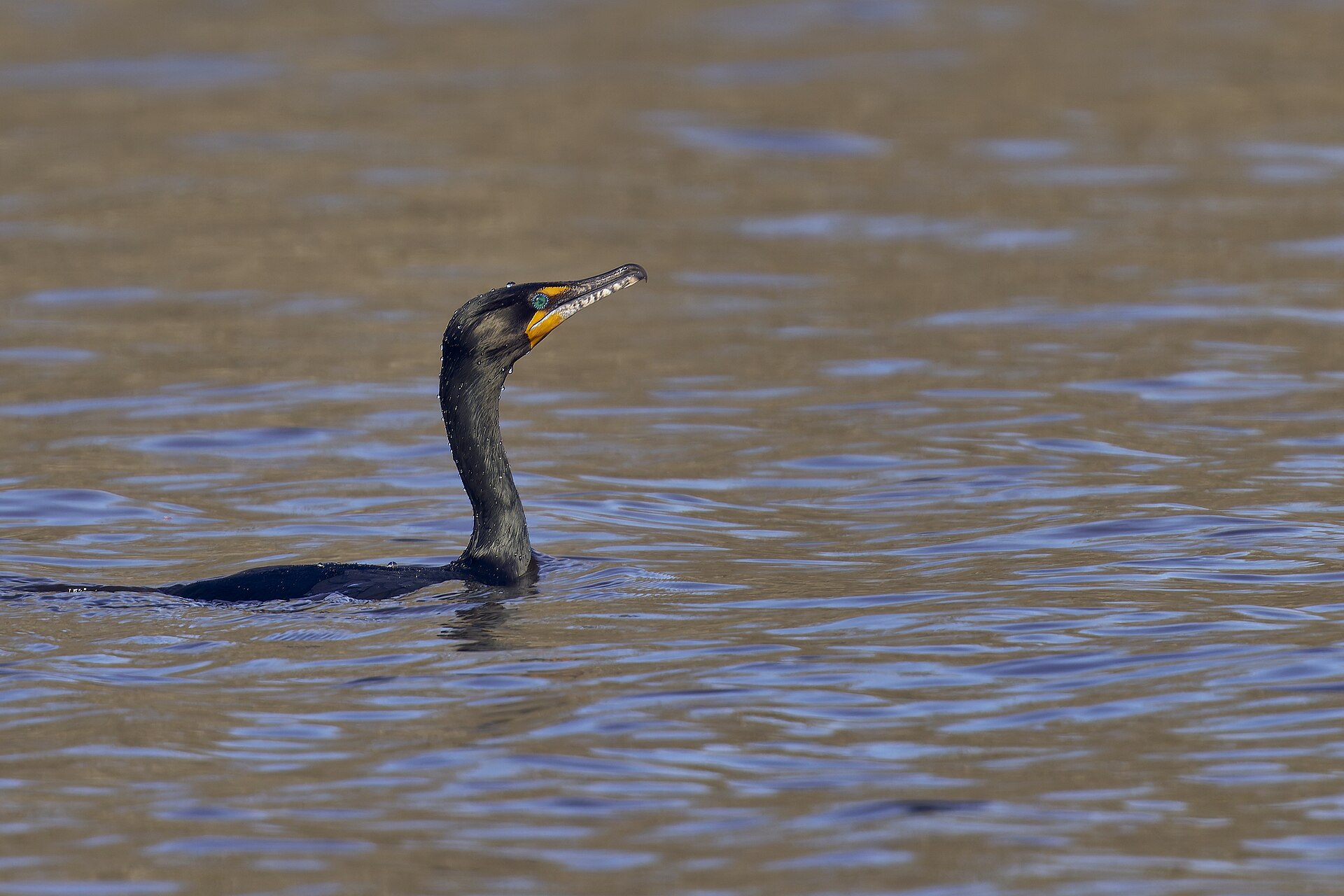 Double-Crested Cormorant Double-Crested Cormorant ()