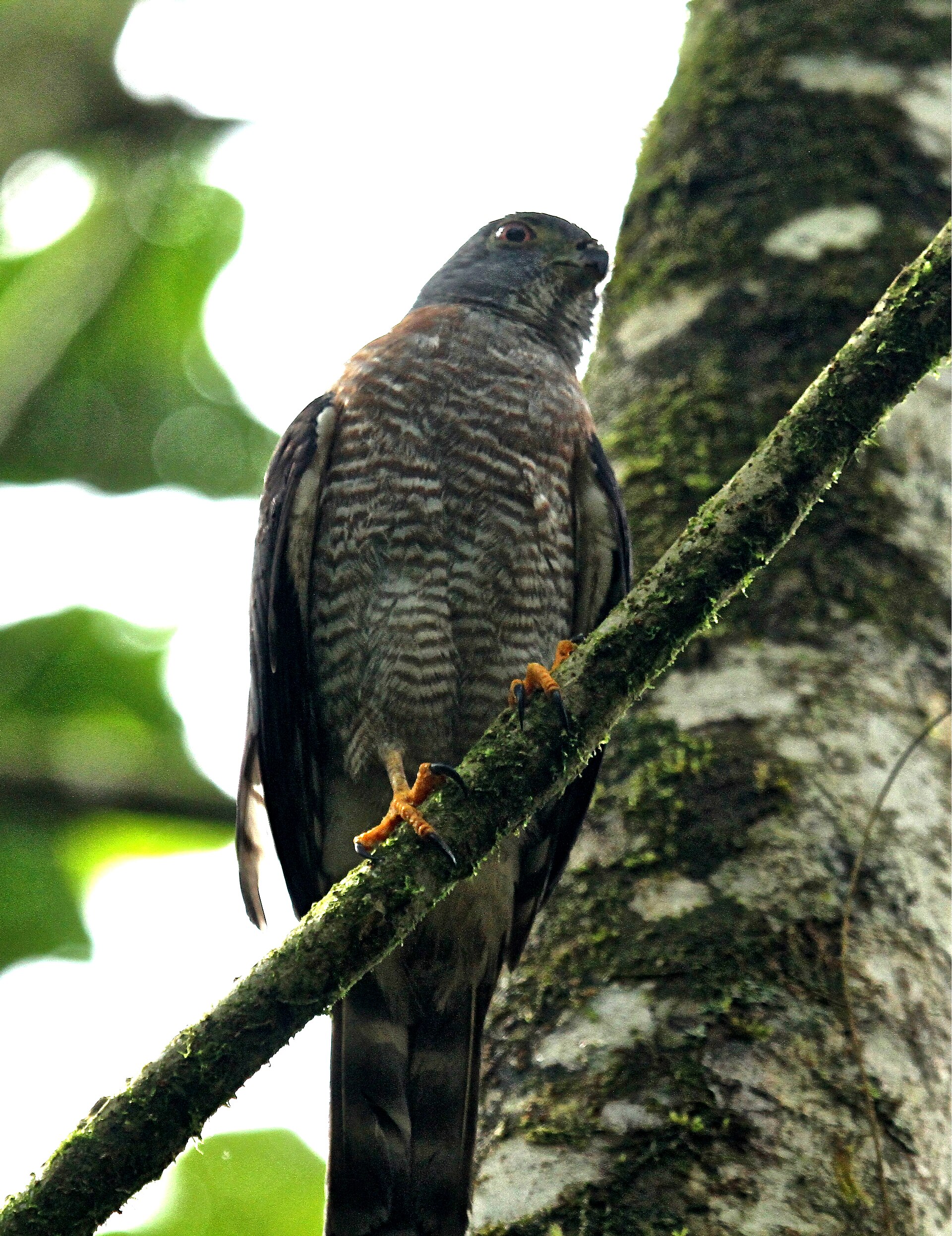 Double-toothed Kite Double-toothed Kite ()