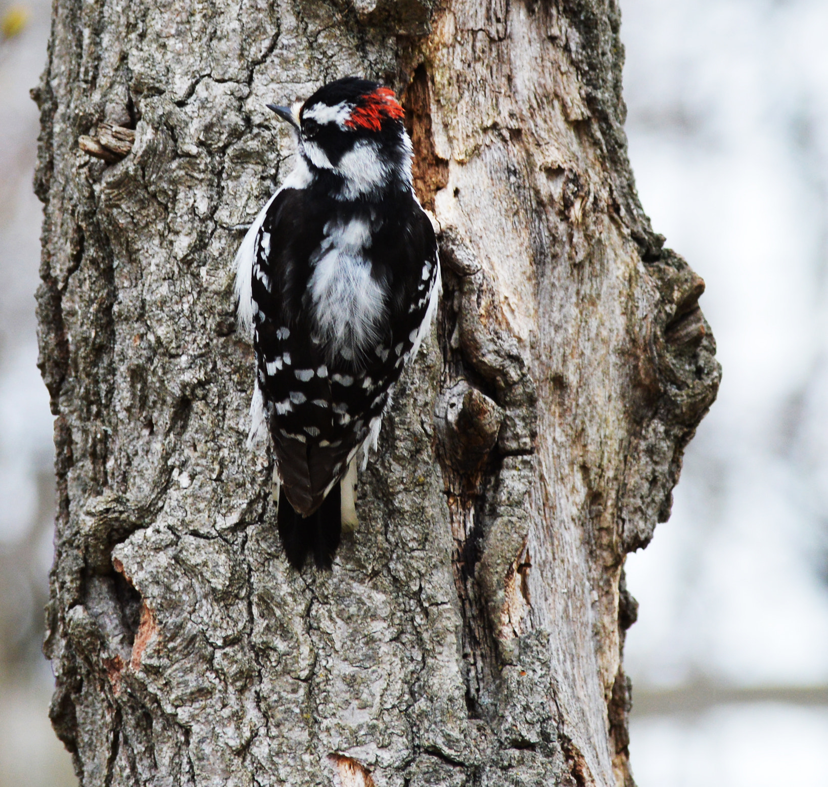 Downy Woodpecker Detail ()
