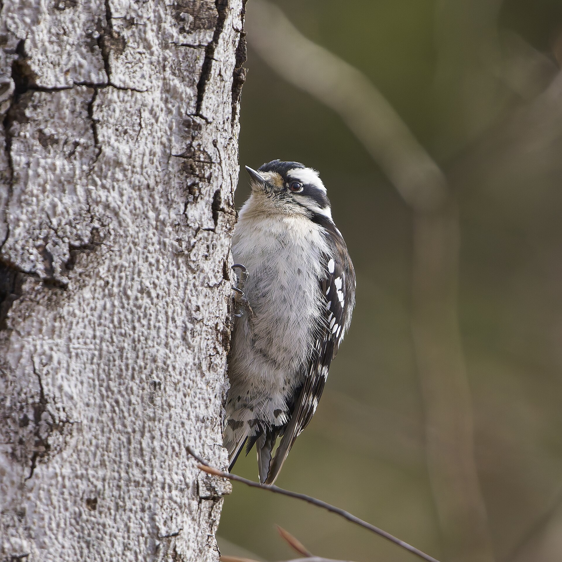 Downy Woodpecker Downy Woodpecker ()