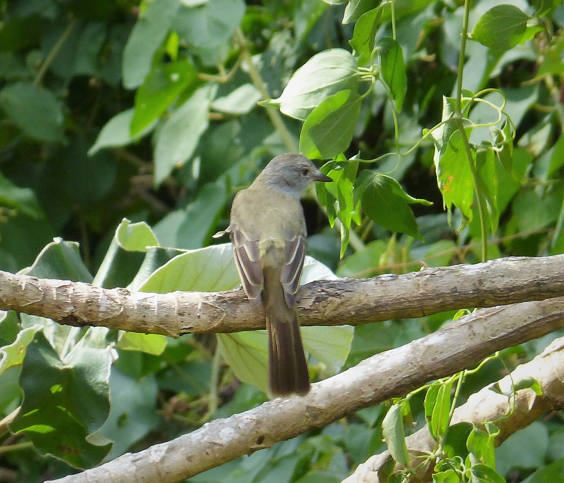 Dusky-capped Flycatcher ()