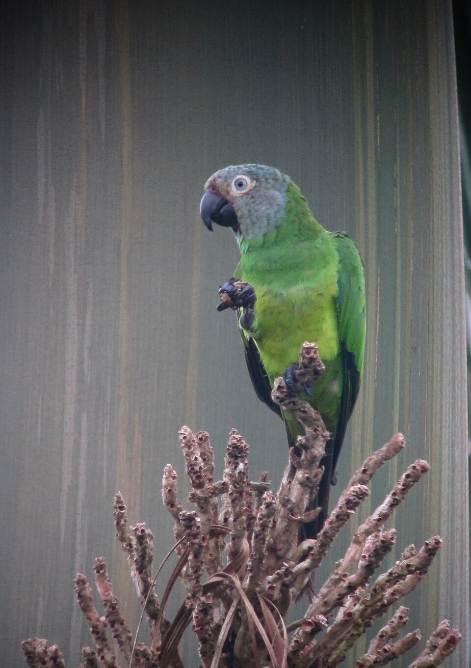 Dusky-headed Parakeet Dusky-headed Parakeet ()
