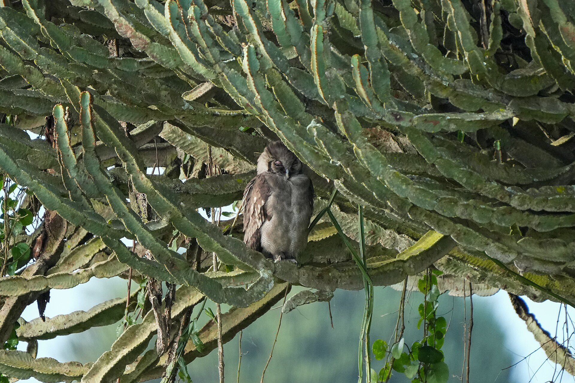 eagle owl