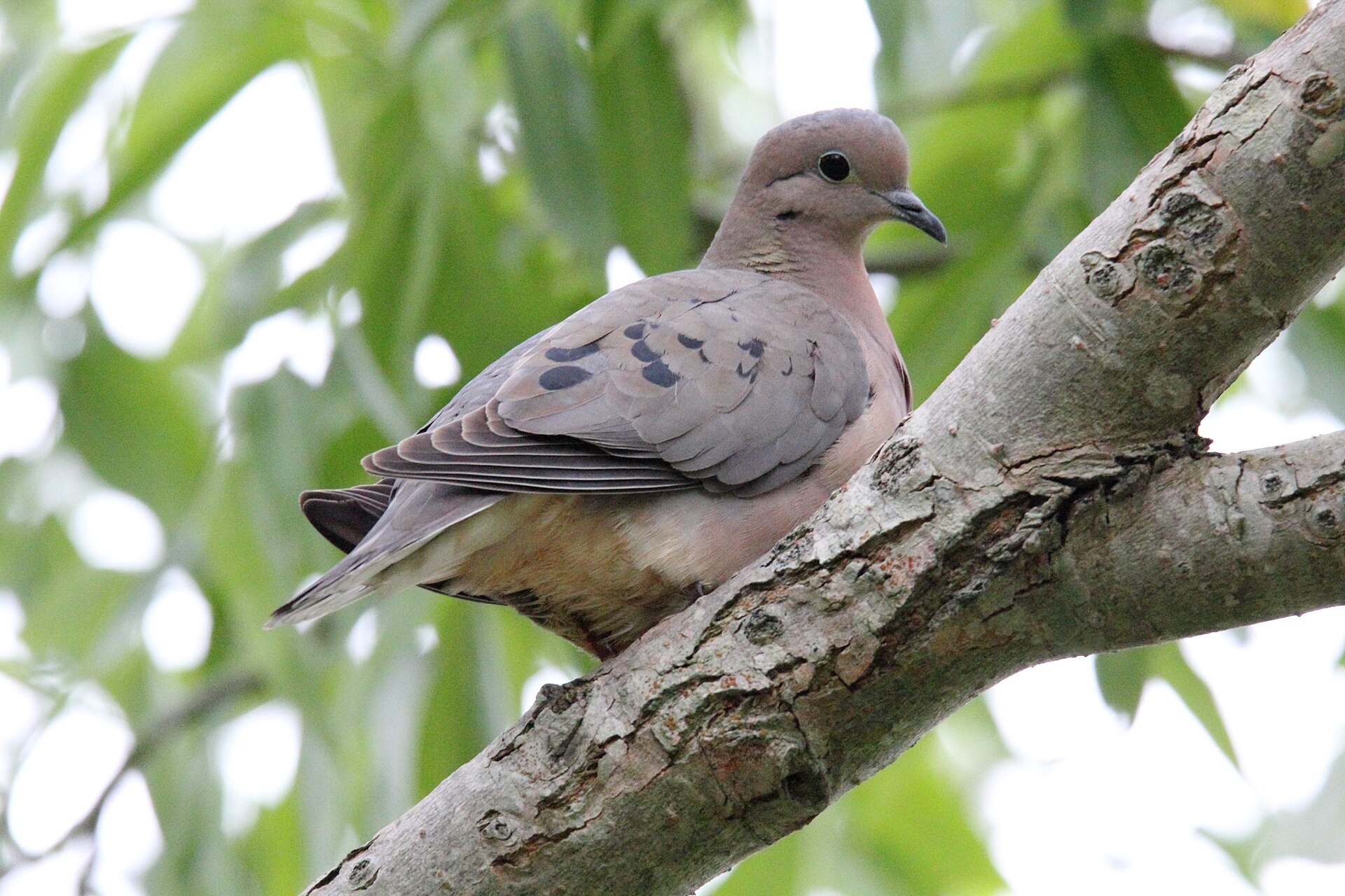 Eared Dove (Zenaida auriculata)