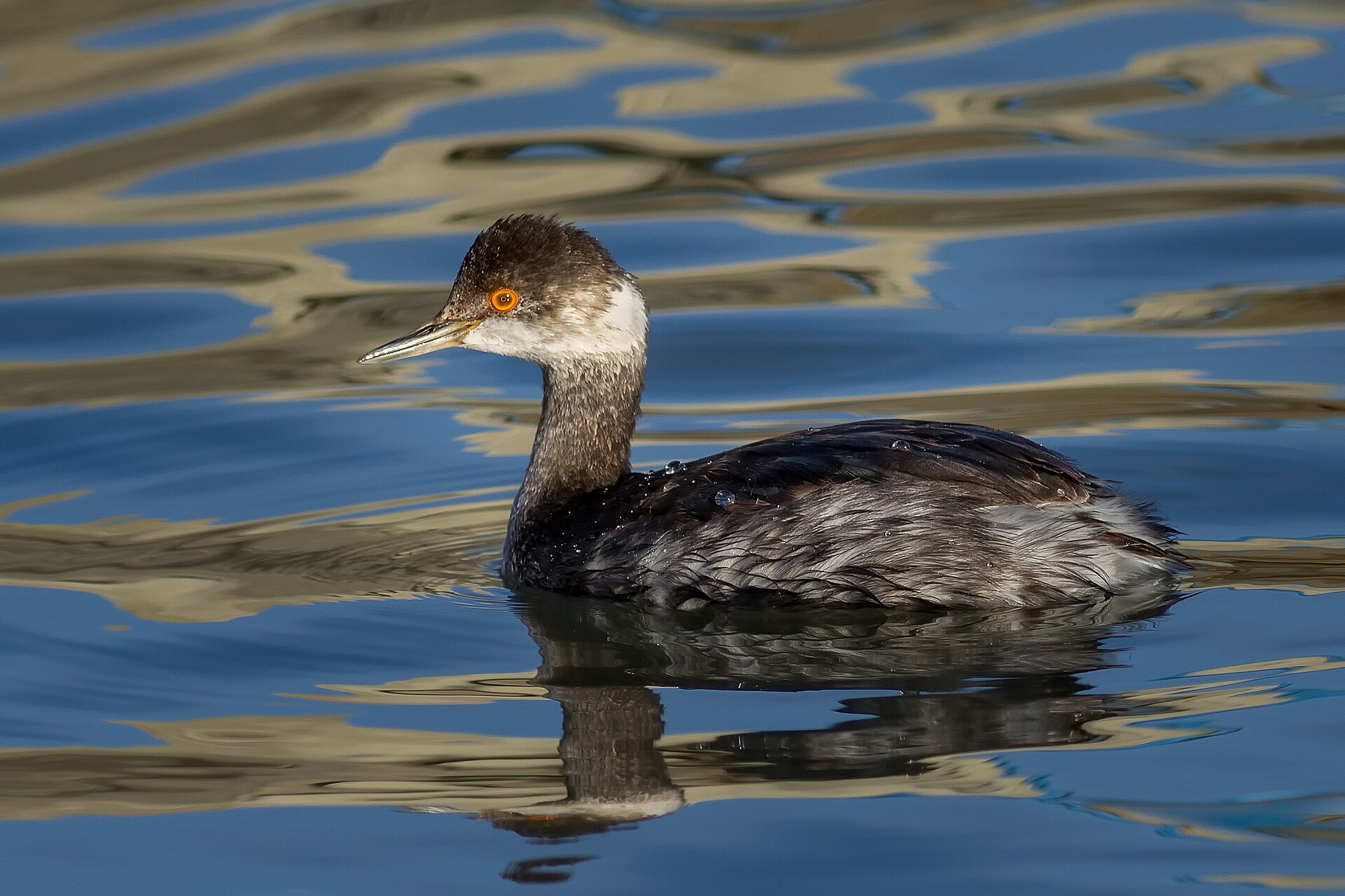 eared grebe