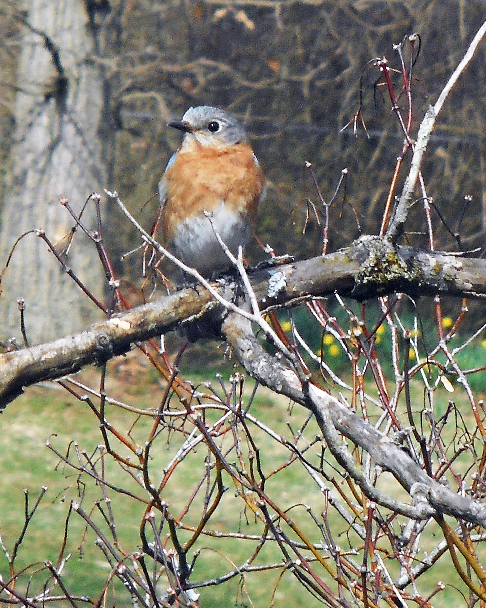 Eastern Bluebird Behavior ()