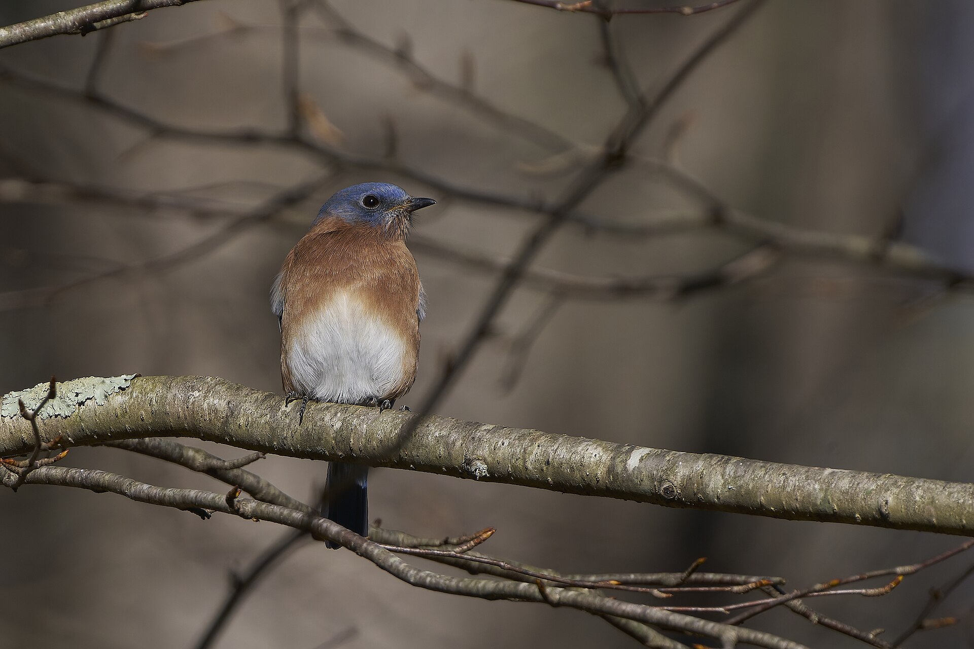 Eastern Bluebird Eastern Bluebird ()