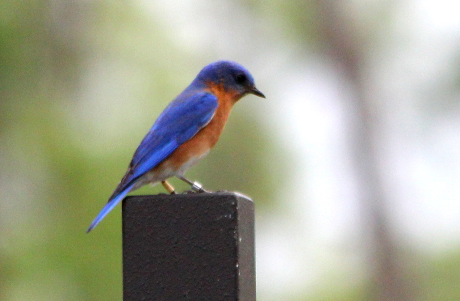 Eastern Bluebirds Spotted Eastern Bluebirds Spotted ()