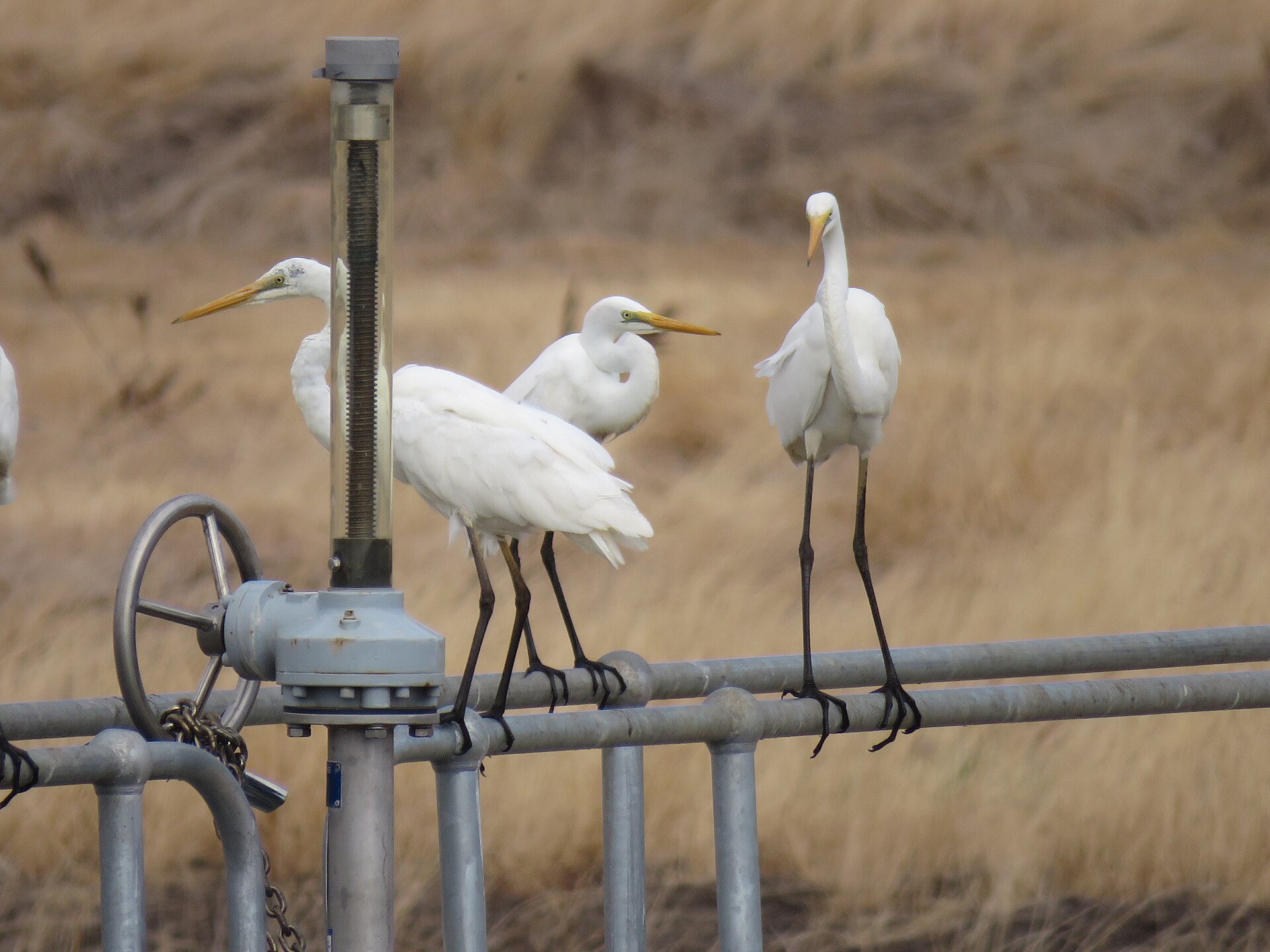 Eastern Great Egret ()