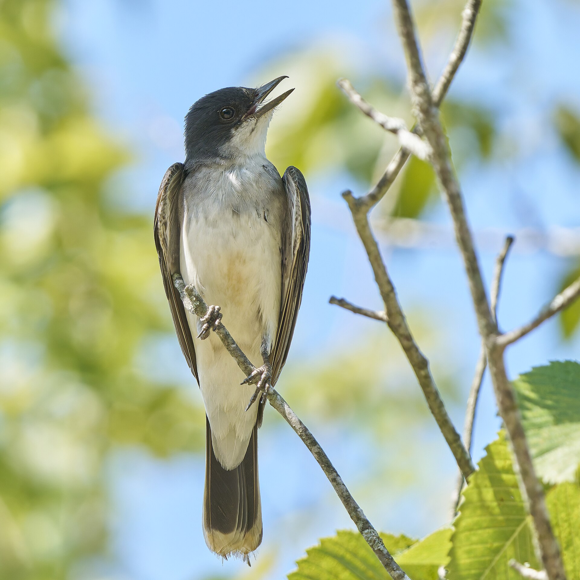 Eastern Kingbird ()