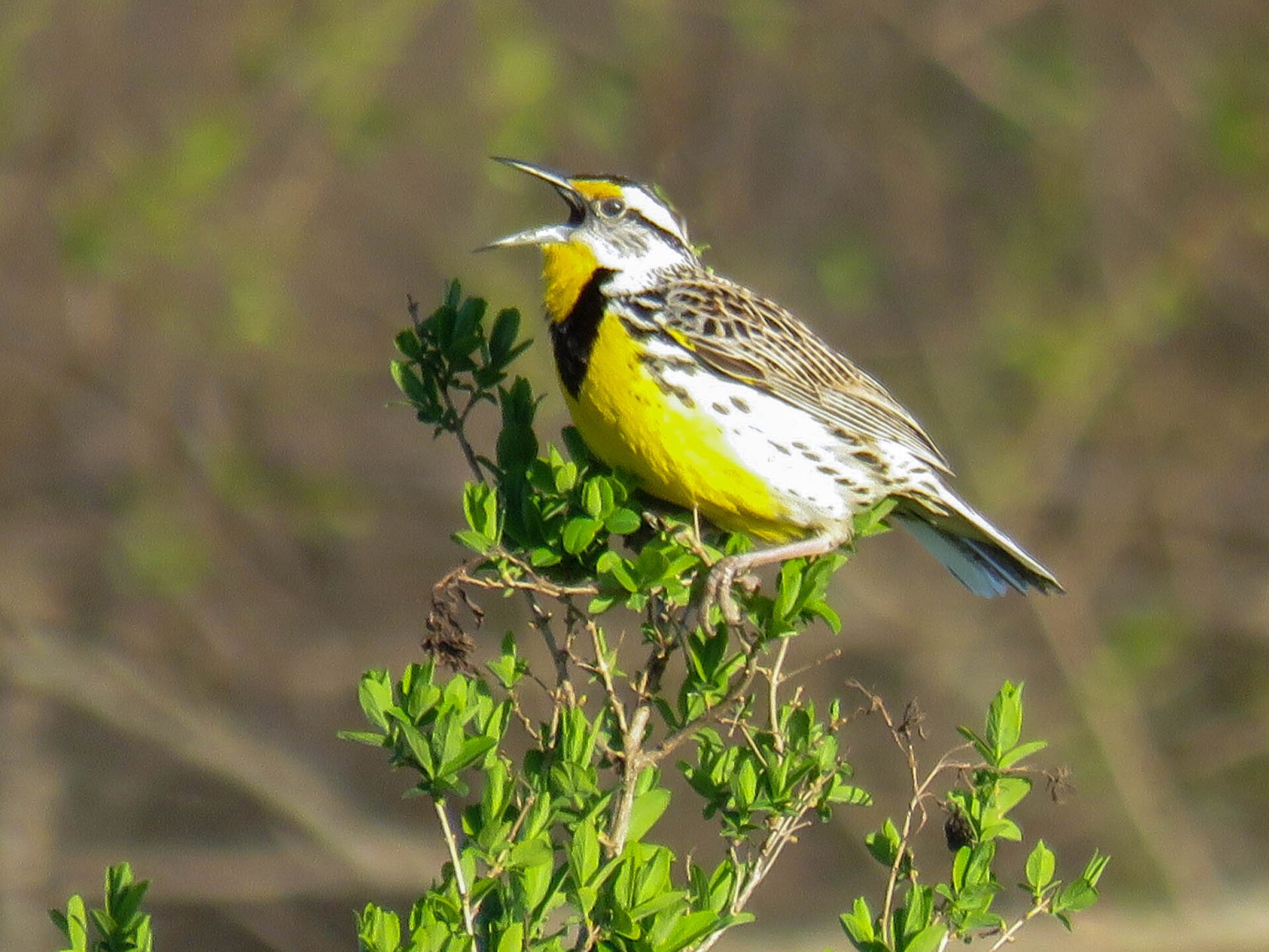 Eastern Meadowlark ()