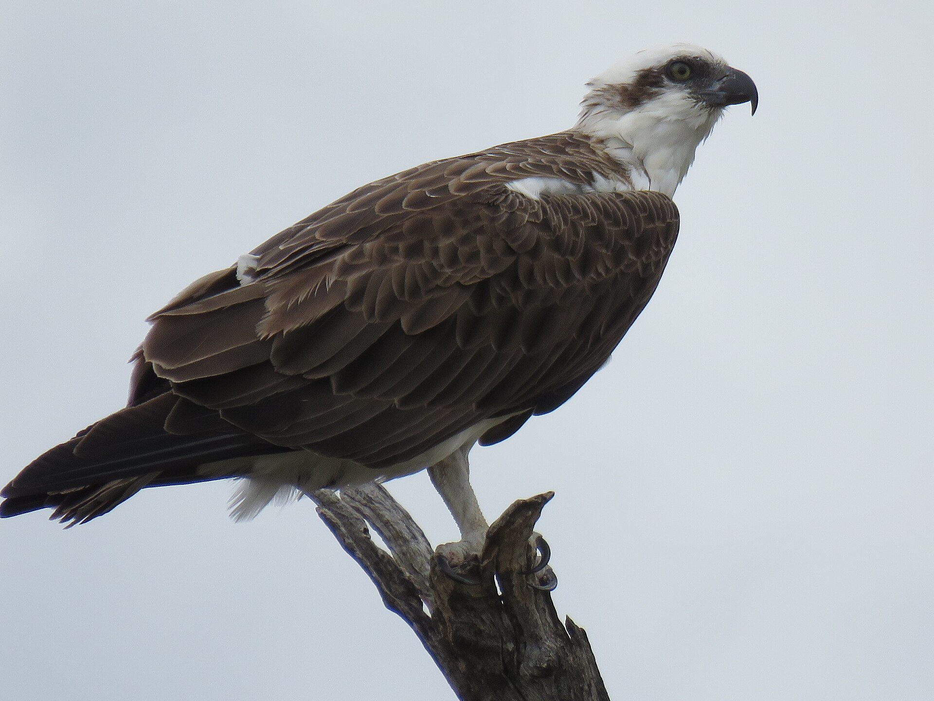 Eastern Osprey (Pandion cristatus)