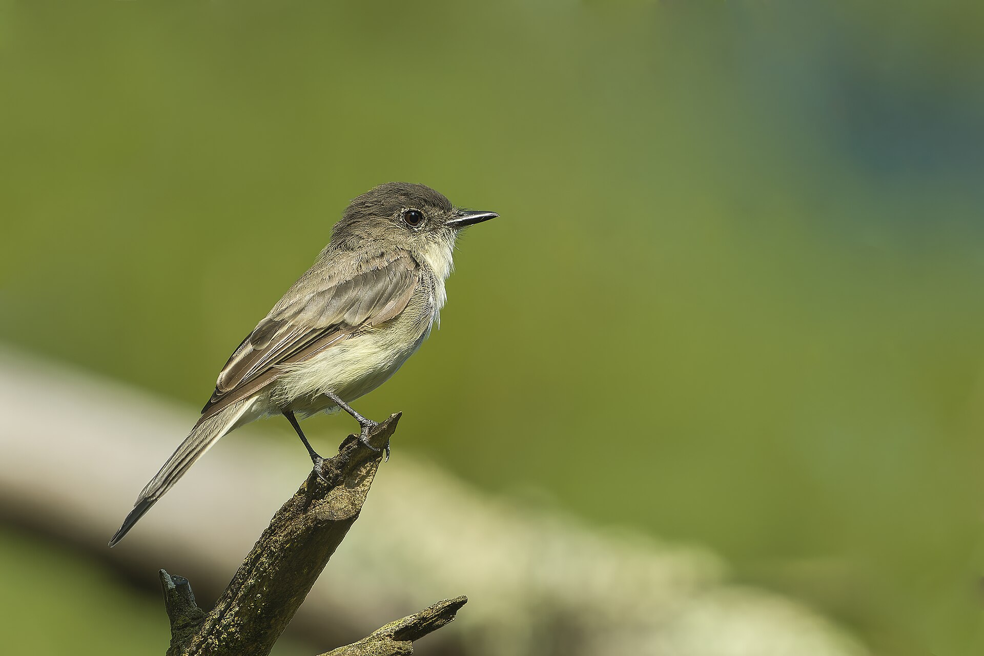 Eastern Phoebe ()