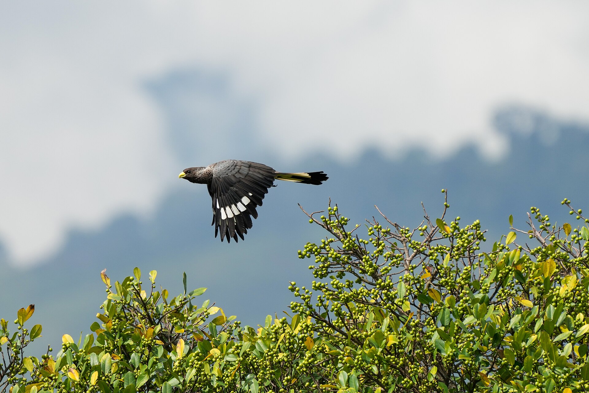 Eastern Plantain-eater (Crinifer zonurus)