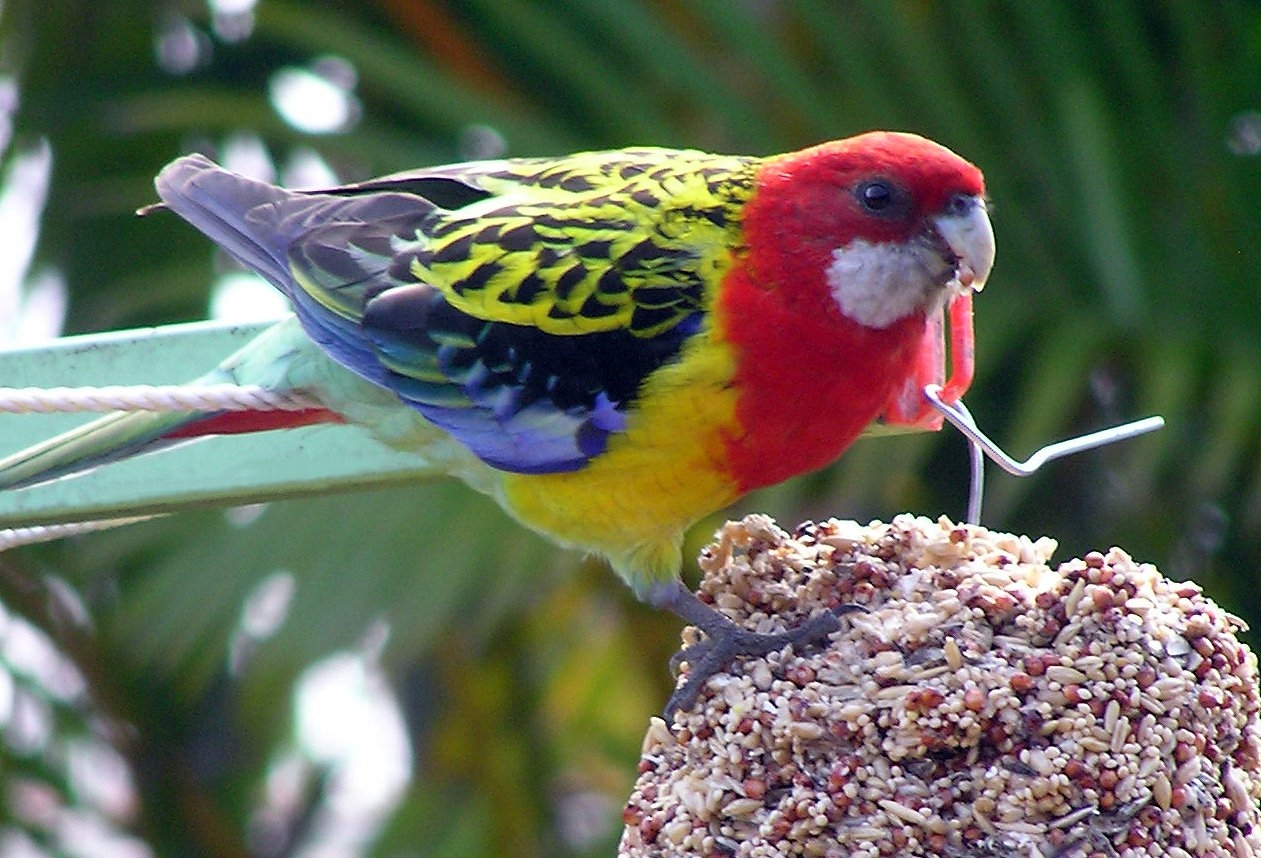 Eastern Rosella Eastern Rosella (Platycercus eximius)