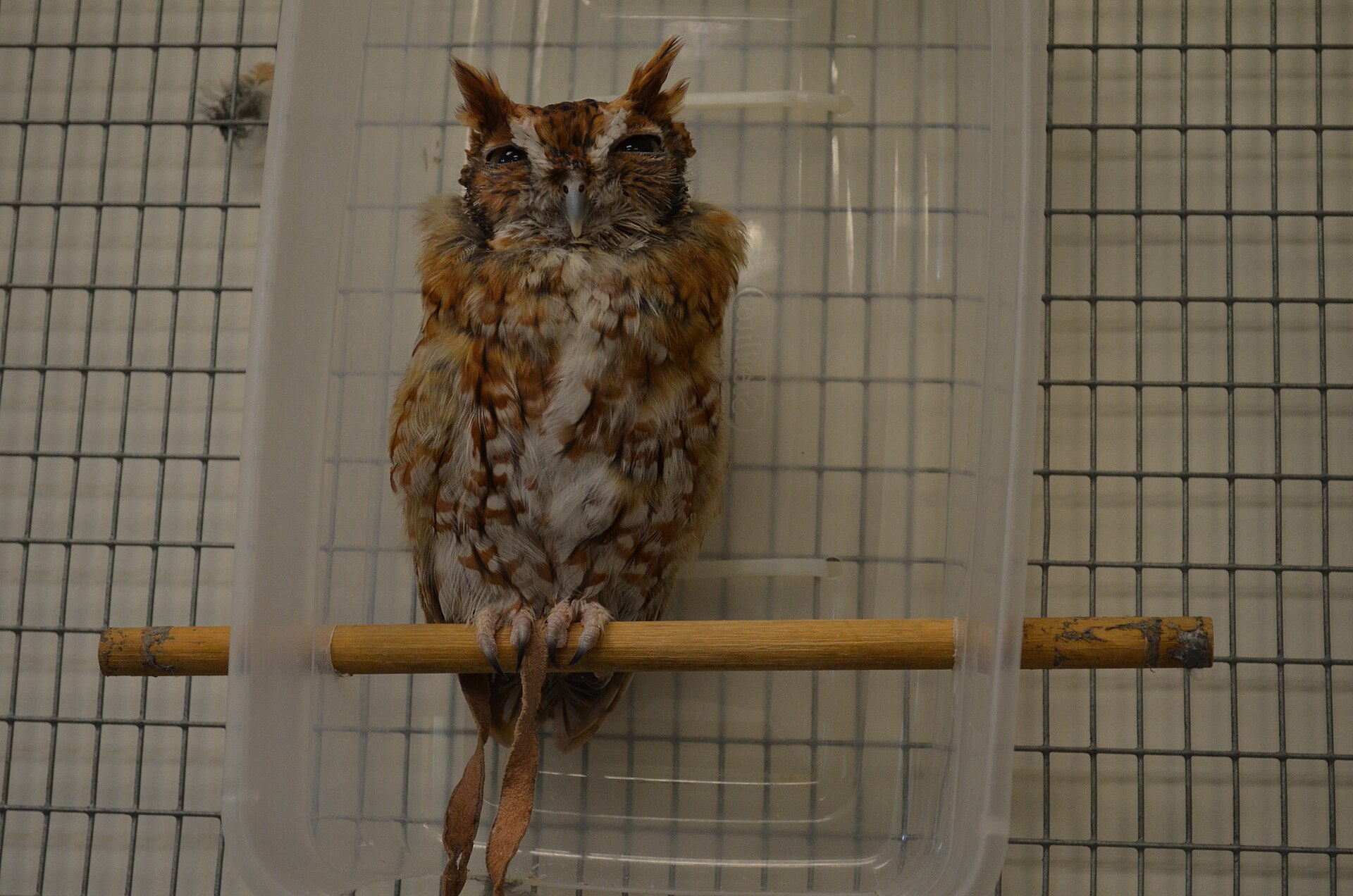 Eastern Screech Owl Eastern Screech Owl ()