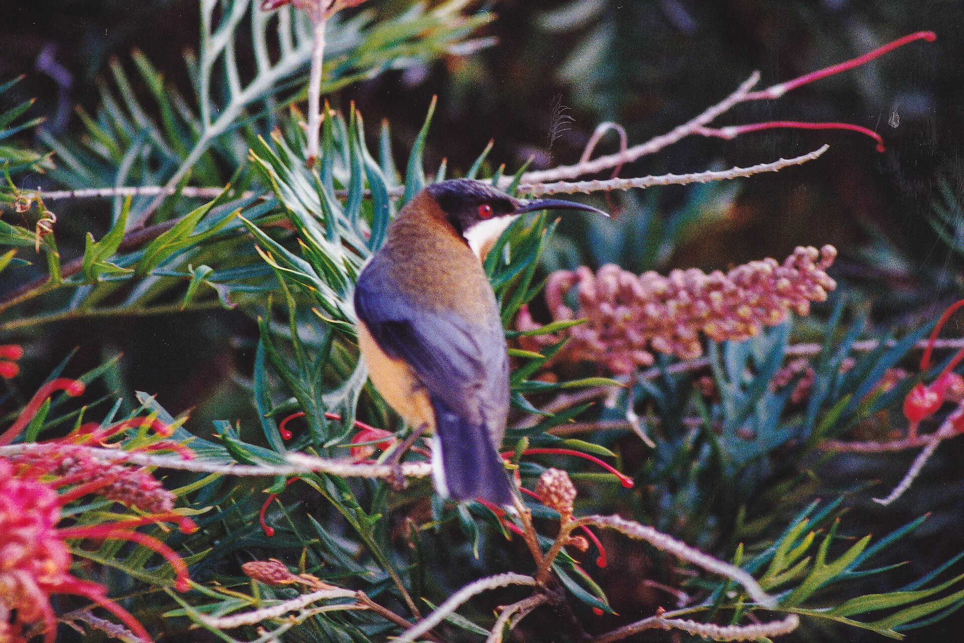 Eastern Spinebill (Acanthorhynchus tenuirostris)