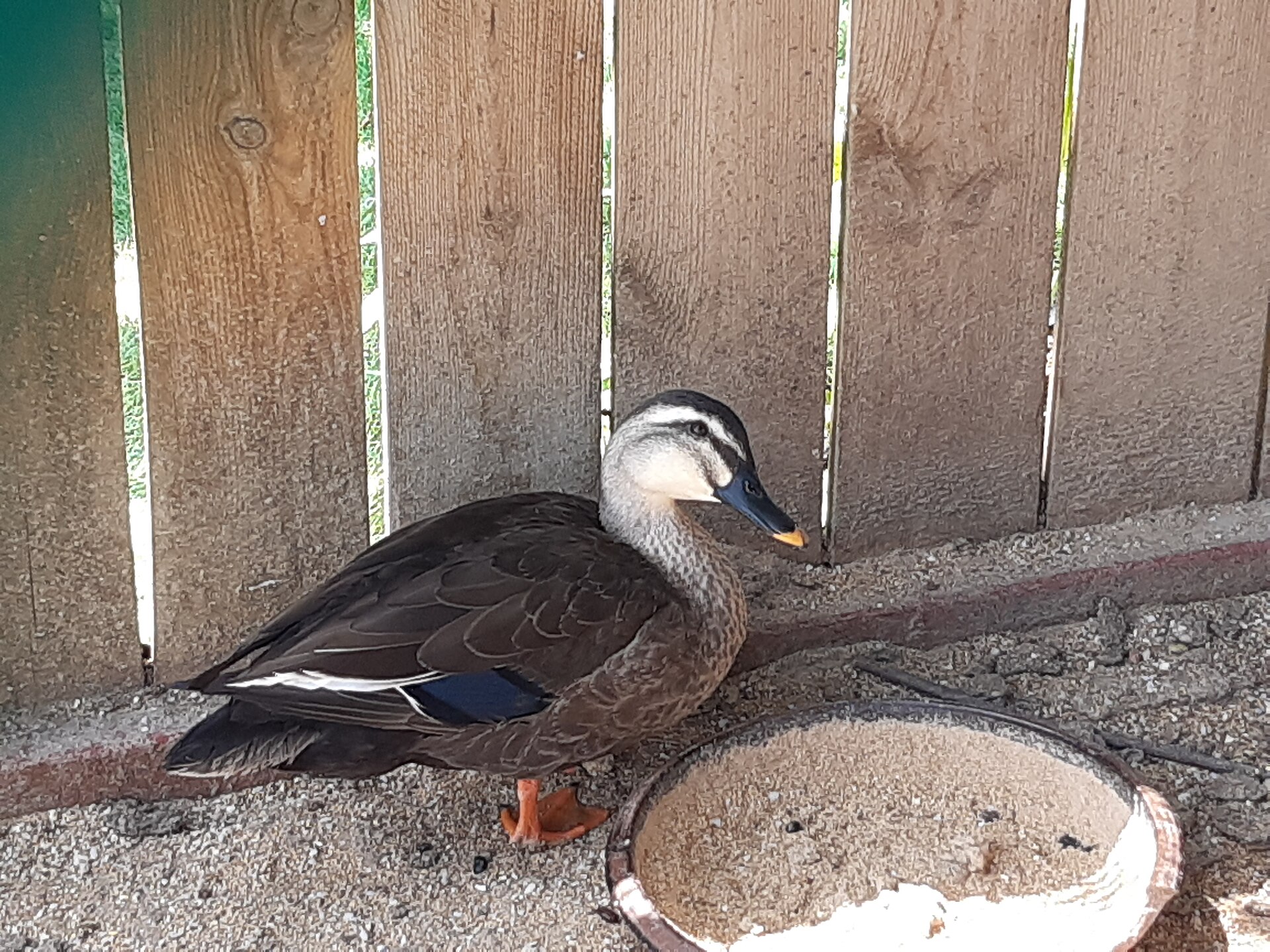 Eastern Spot-Billed Duck (Anas zonorhyncha)