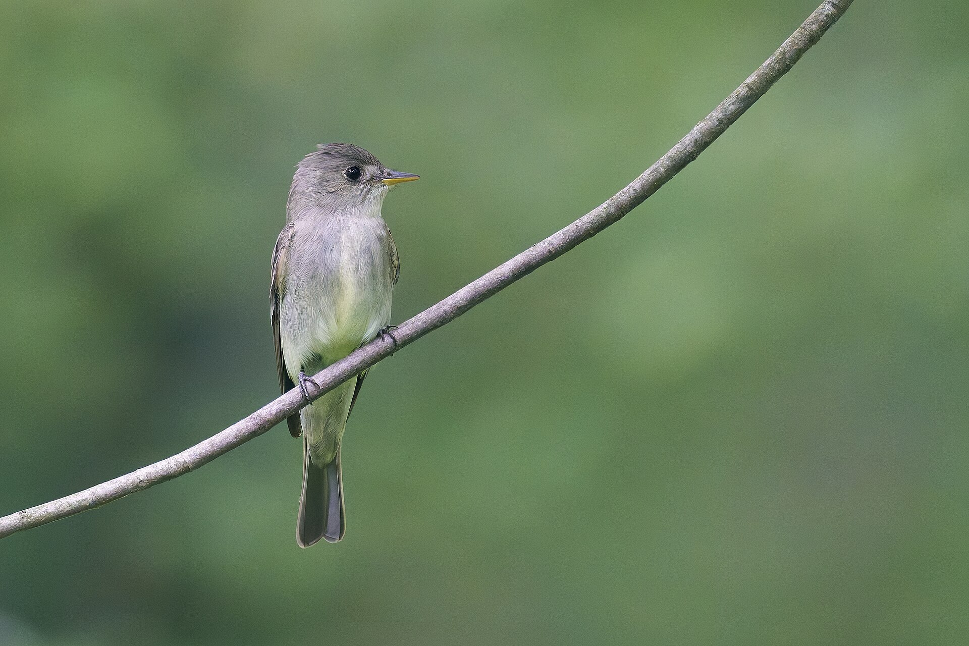 Eastern Wood-Pewee ()