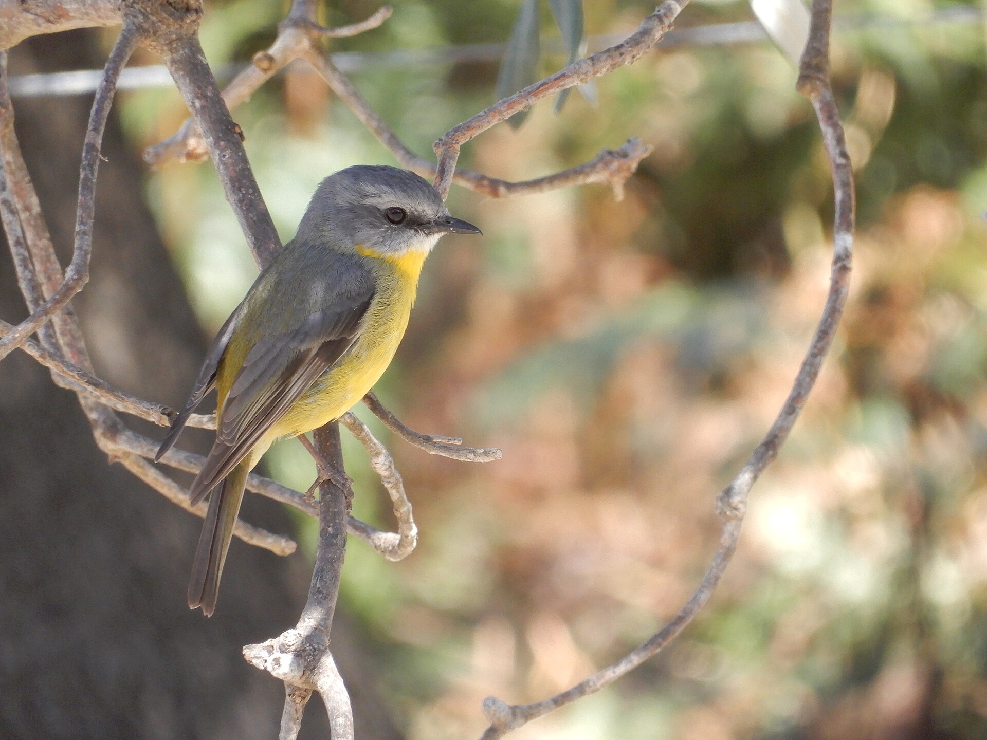 Eastern Yellow Robin (Eopsaltria australis)