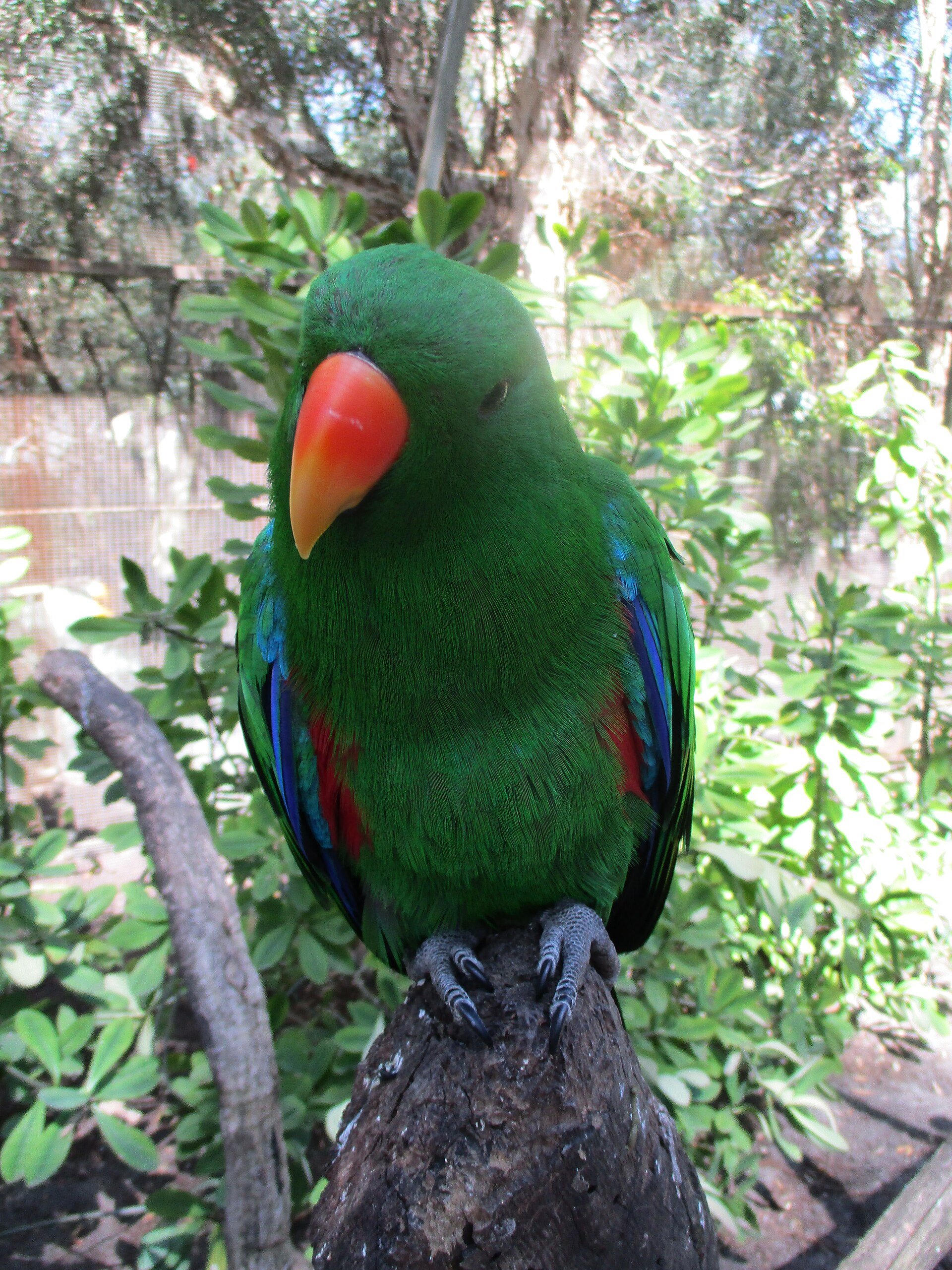 Eclectus Parrot (Eclectus roratus)