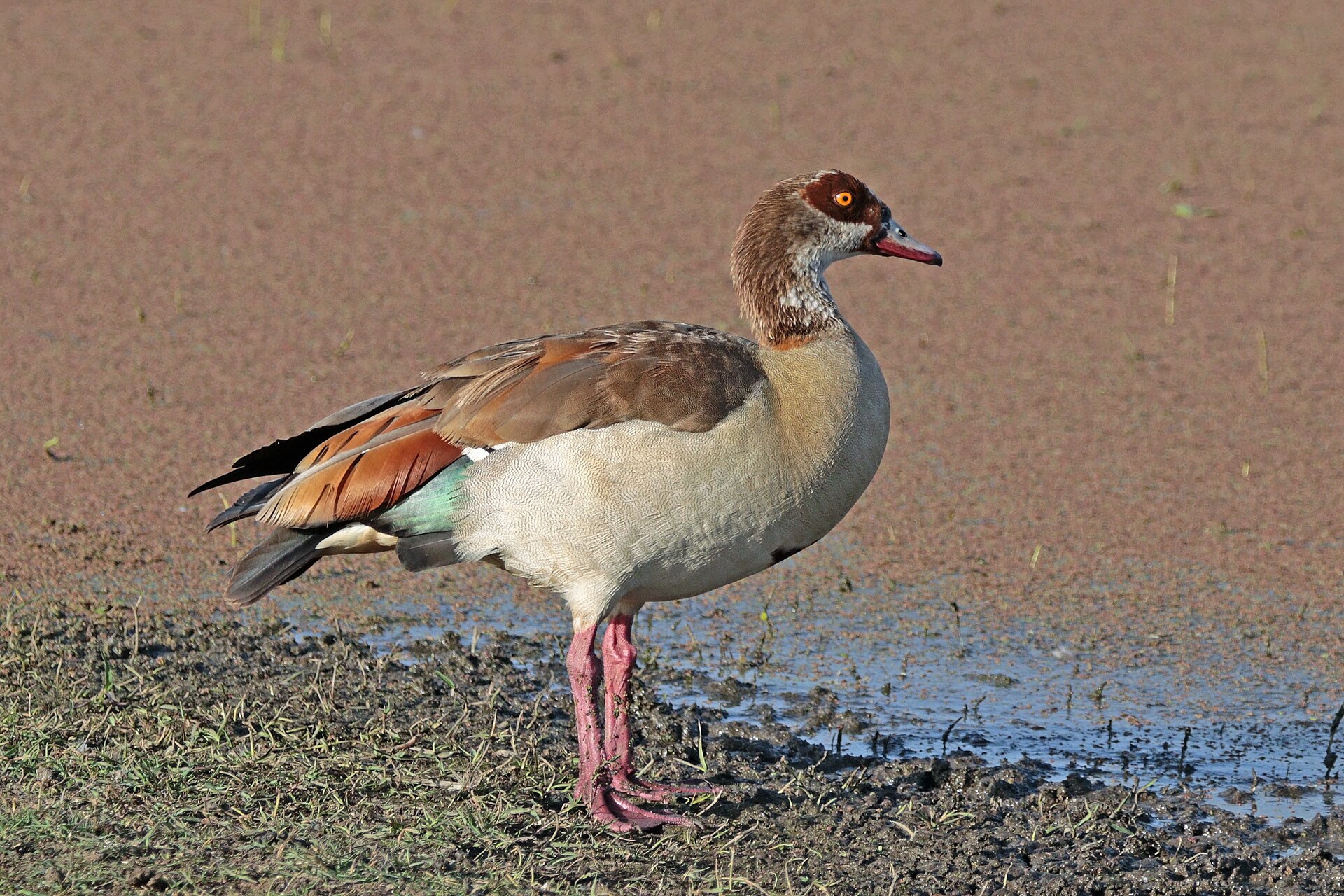 Egyptian Goose (Alopochen aegyptiaca)