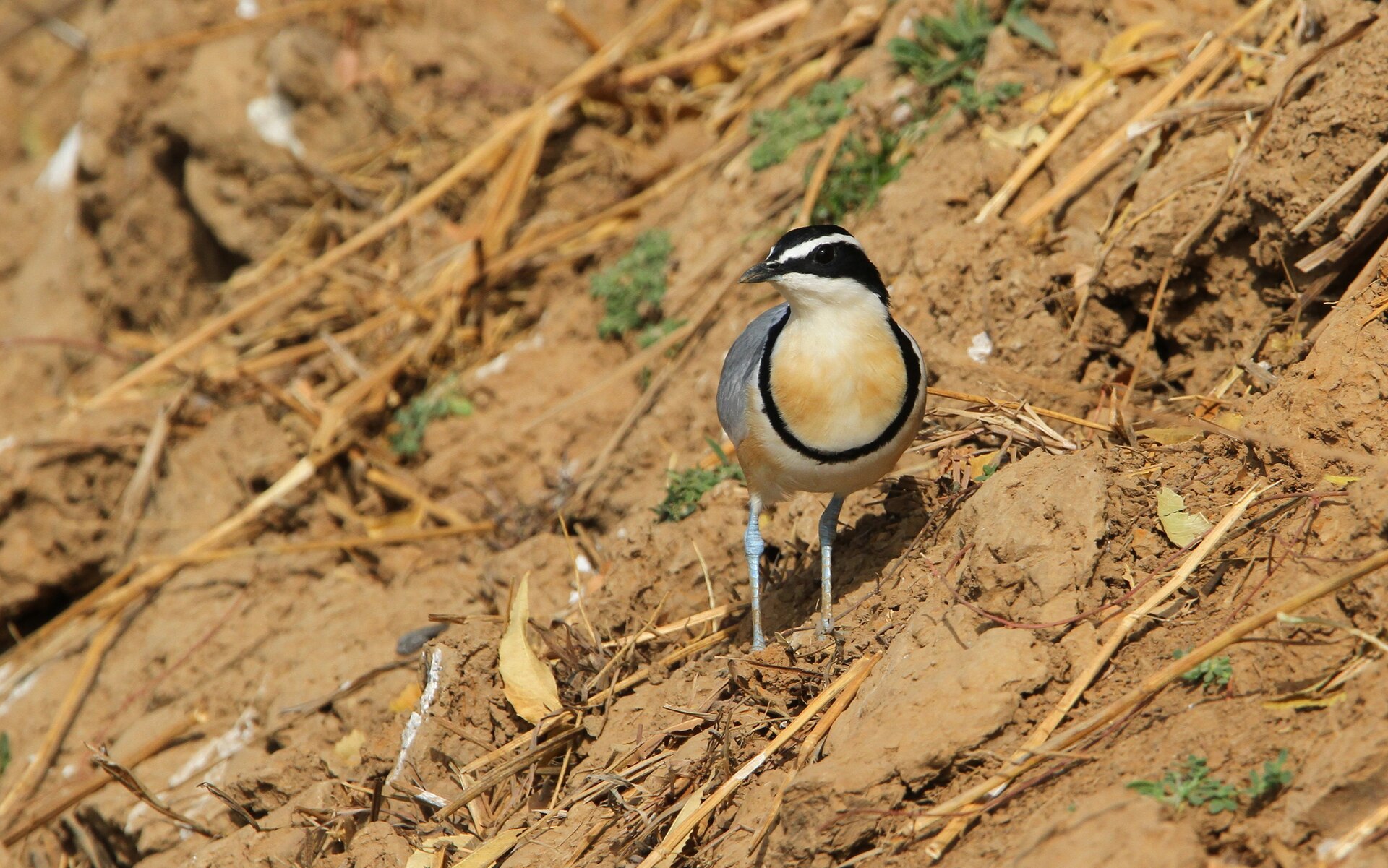 Egyptian Plover (Pluvianus aegyptius)