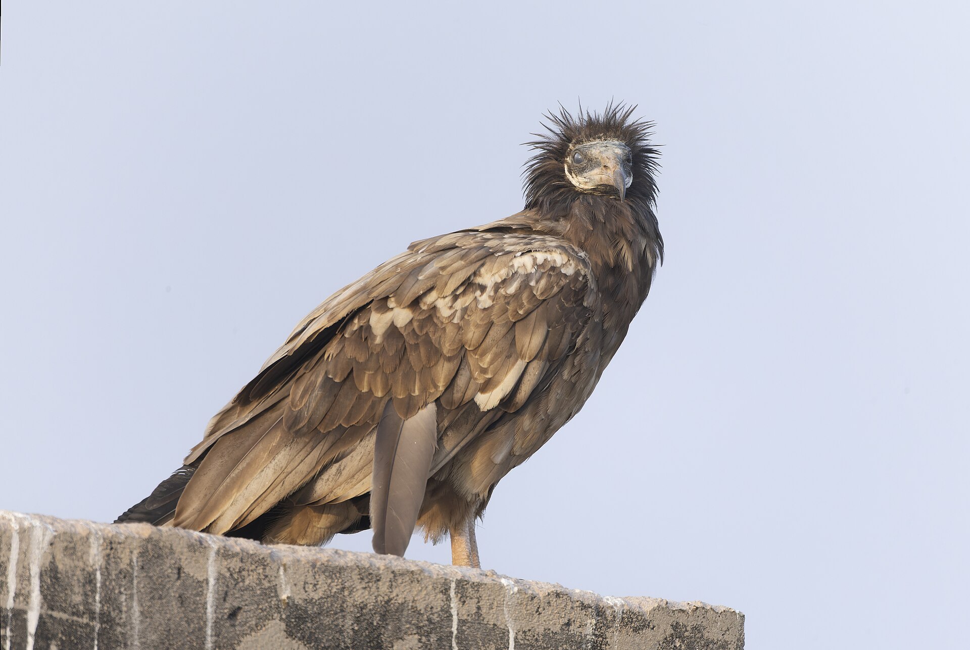Egyptian Vulture ()