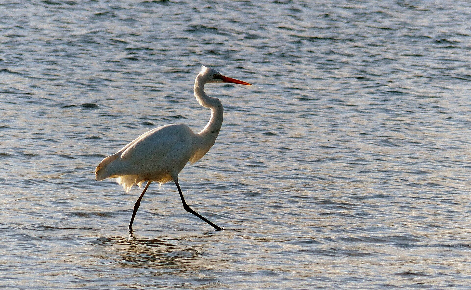 Elegant Great Egret ()