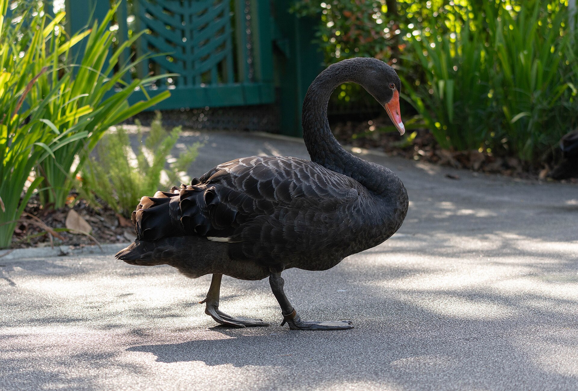 Elegant Swan ()