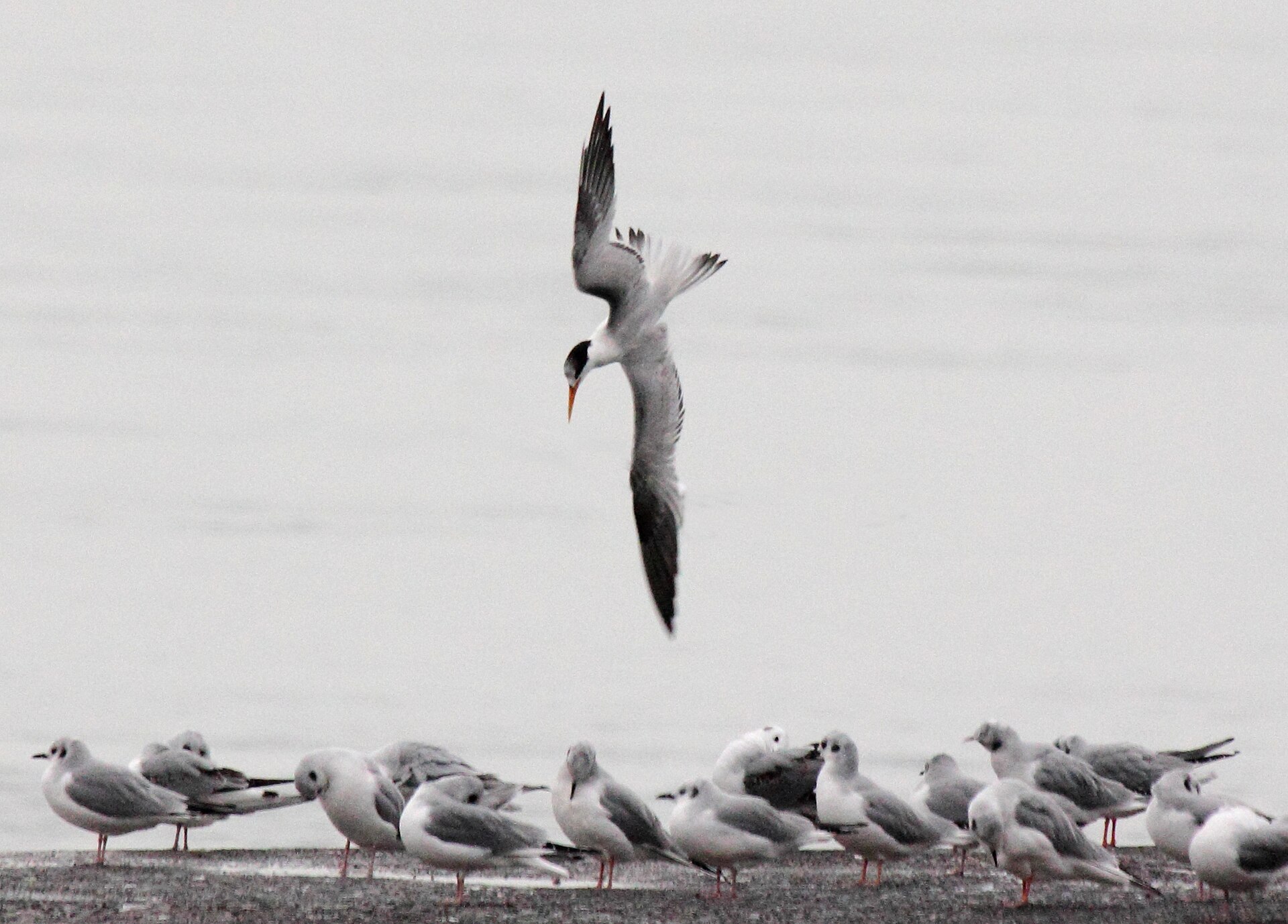 Elegant Tern Elegant Tern (Thalasseus elegans)