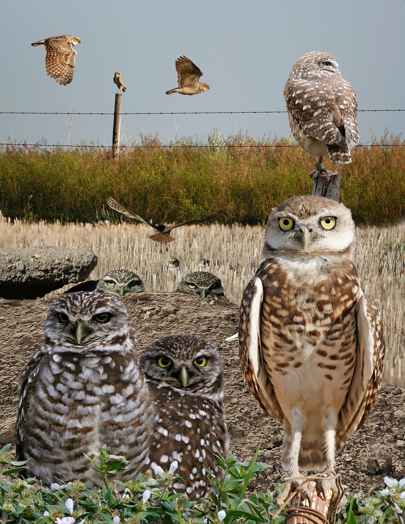 Elf Owl (Micrathene whitneyi)