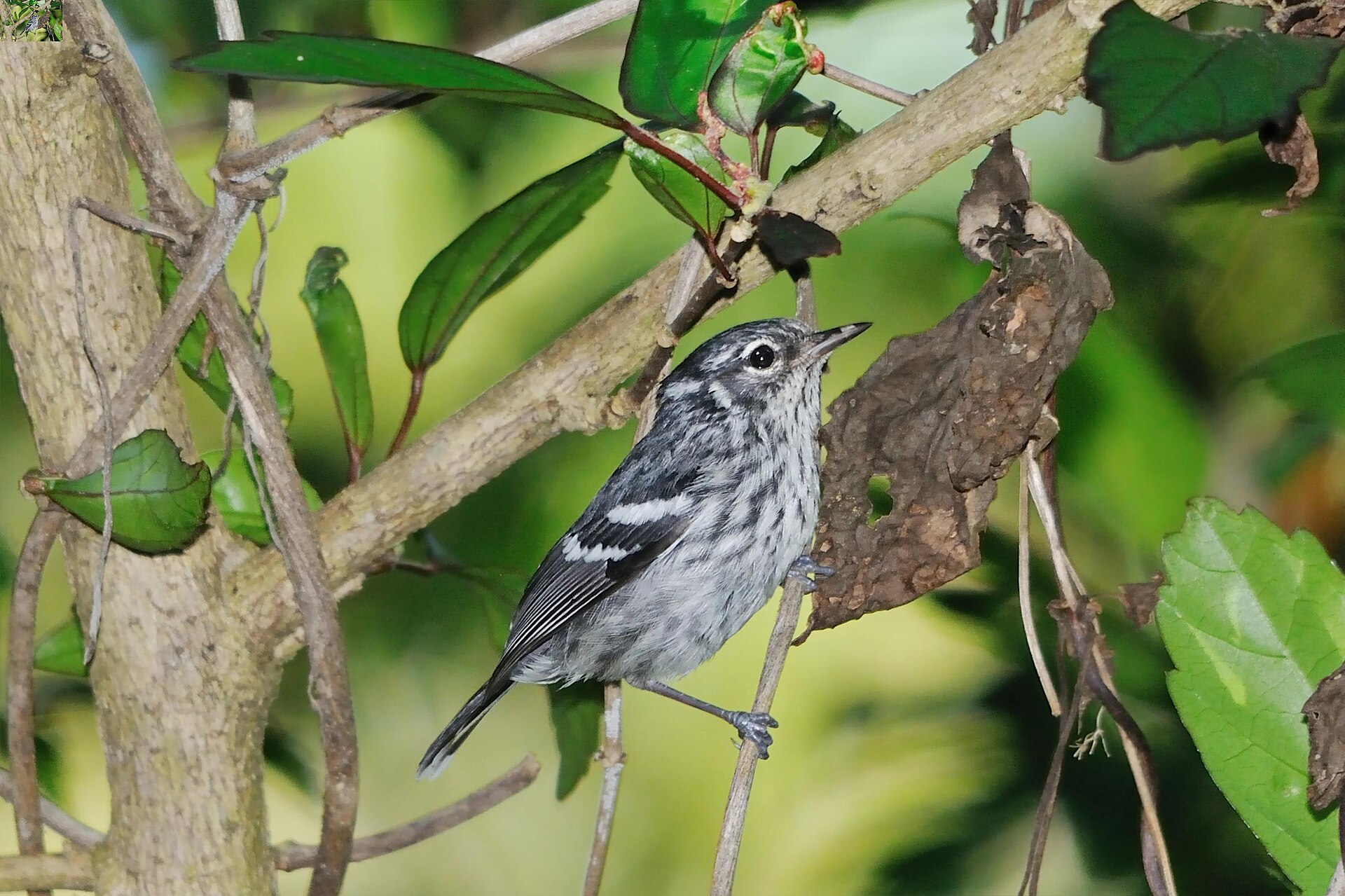 Elfin Woods Warbler Elfin Woods Warbler ()