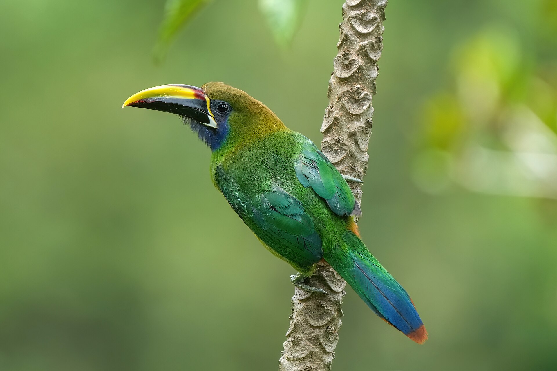 Emerald Toucanet (Aulacorhynchus prasinus)