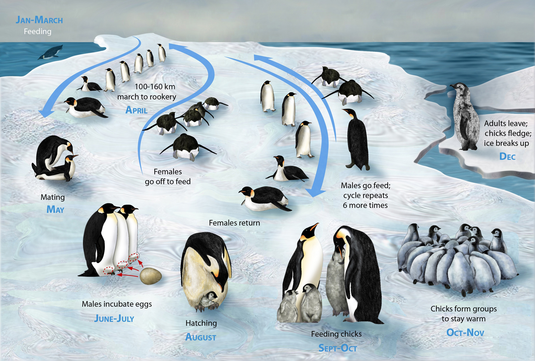 emperor penguin
