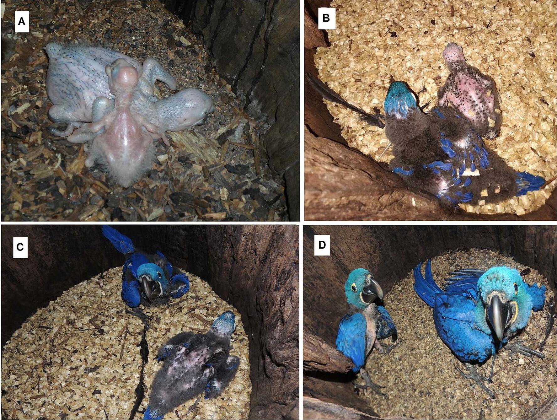 Endangered Hyacinth Macaw (Anodorhynchus hyacinthinus)
