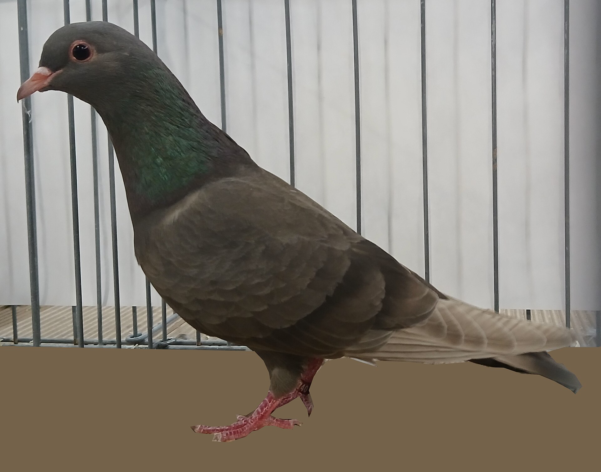 English Trumpeter Pigeon English Trumpeter Pigeon ()
