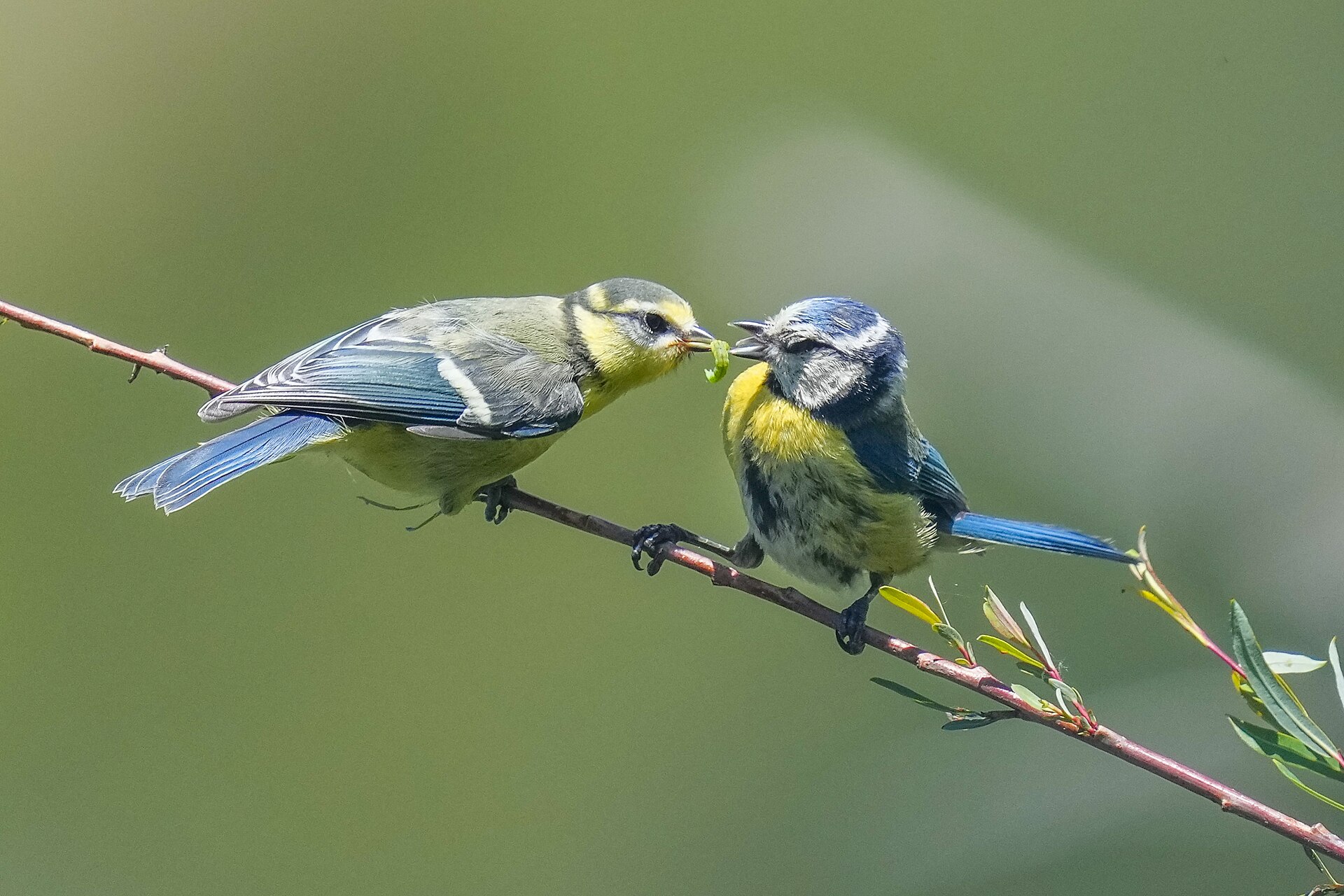 eurasian blue tit