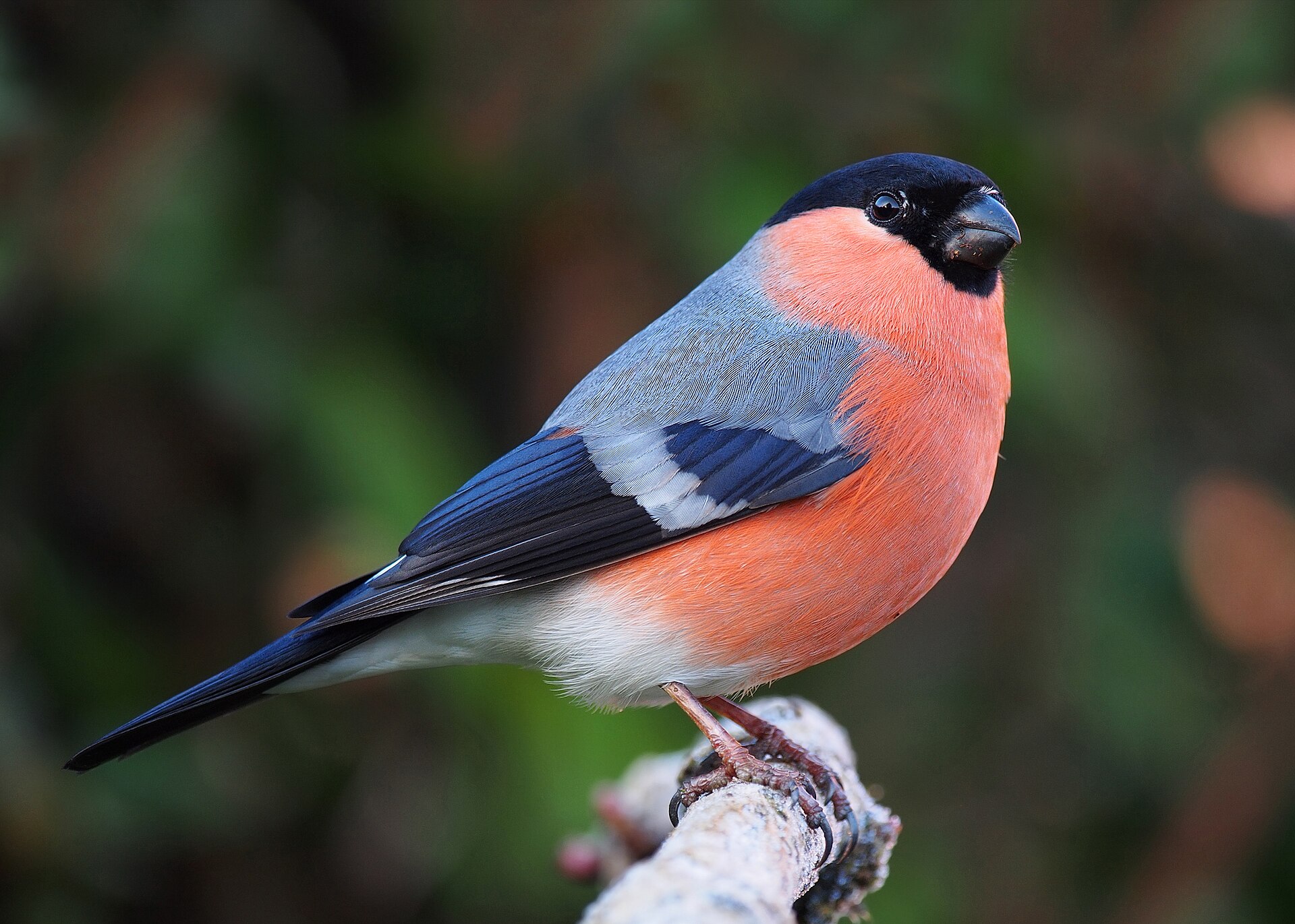 Eurasian Bullfinch ()