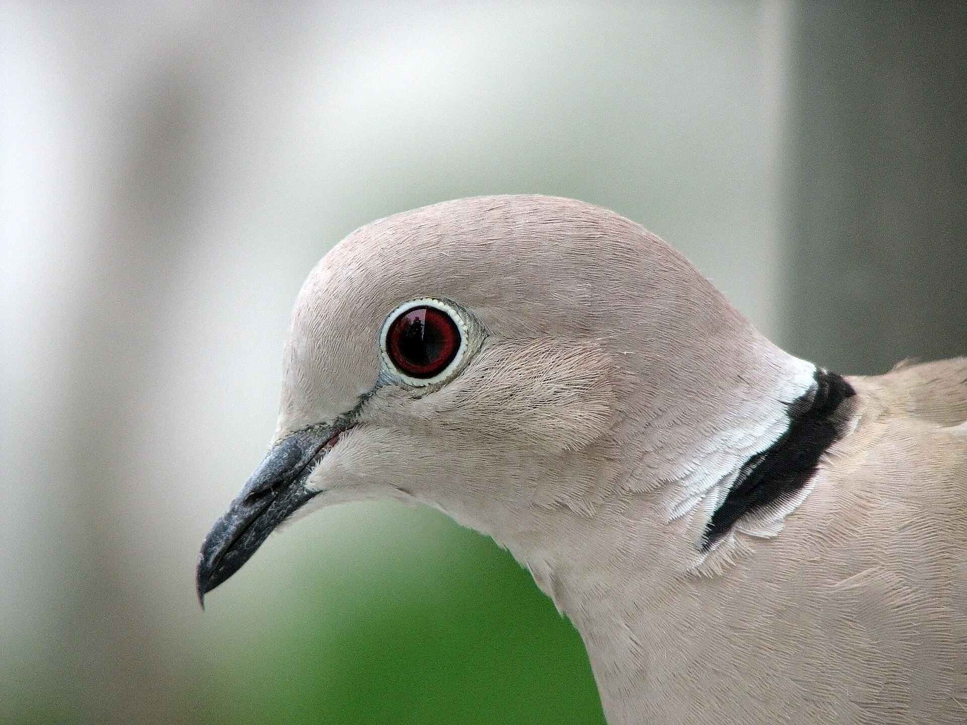 Eurasian Collared-Dove (Streptopelia decaocto)