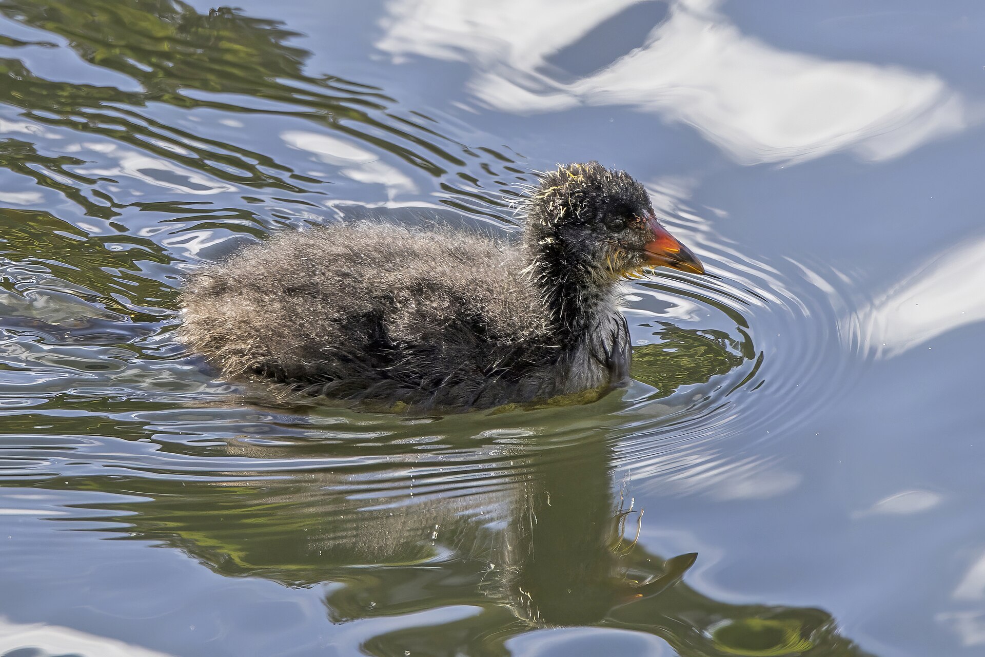Eurasian Coot Eurasian Coot (Fulica atra)