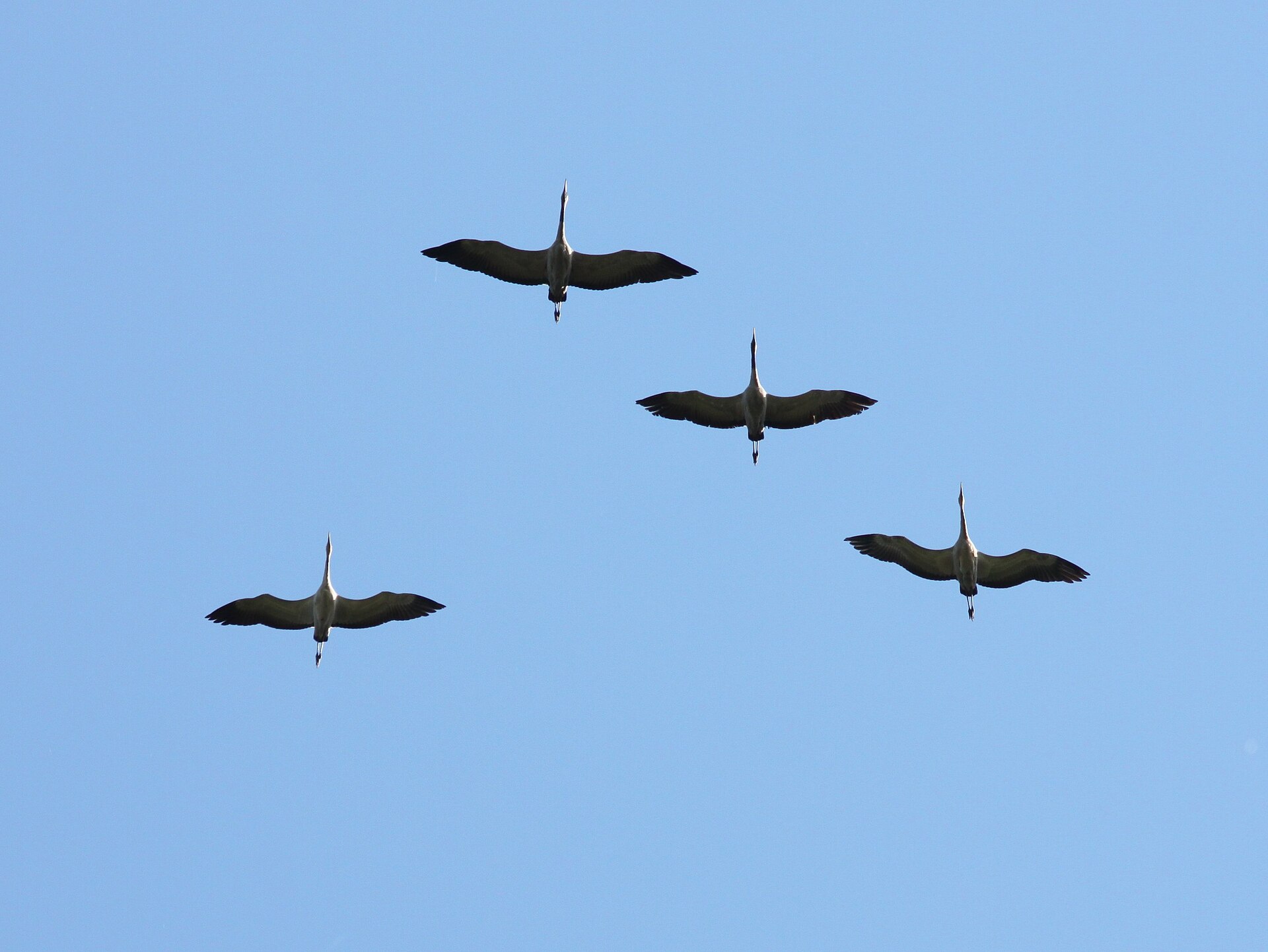 Eurasian Crane Migration Eurasian Crane Migration (Ciconia nigra)