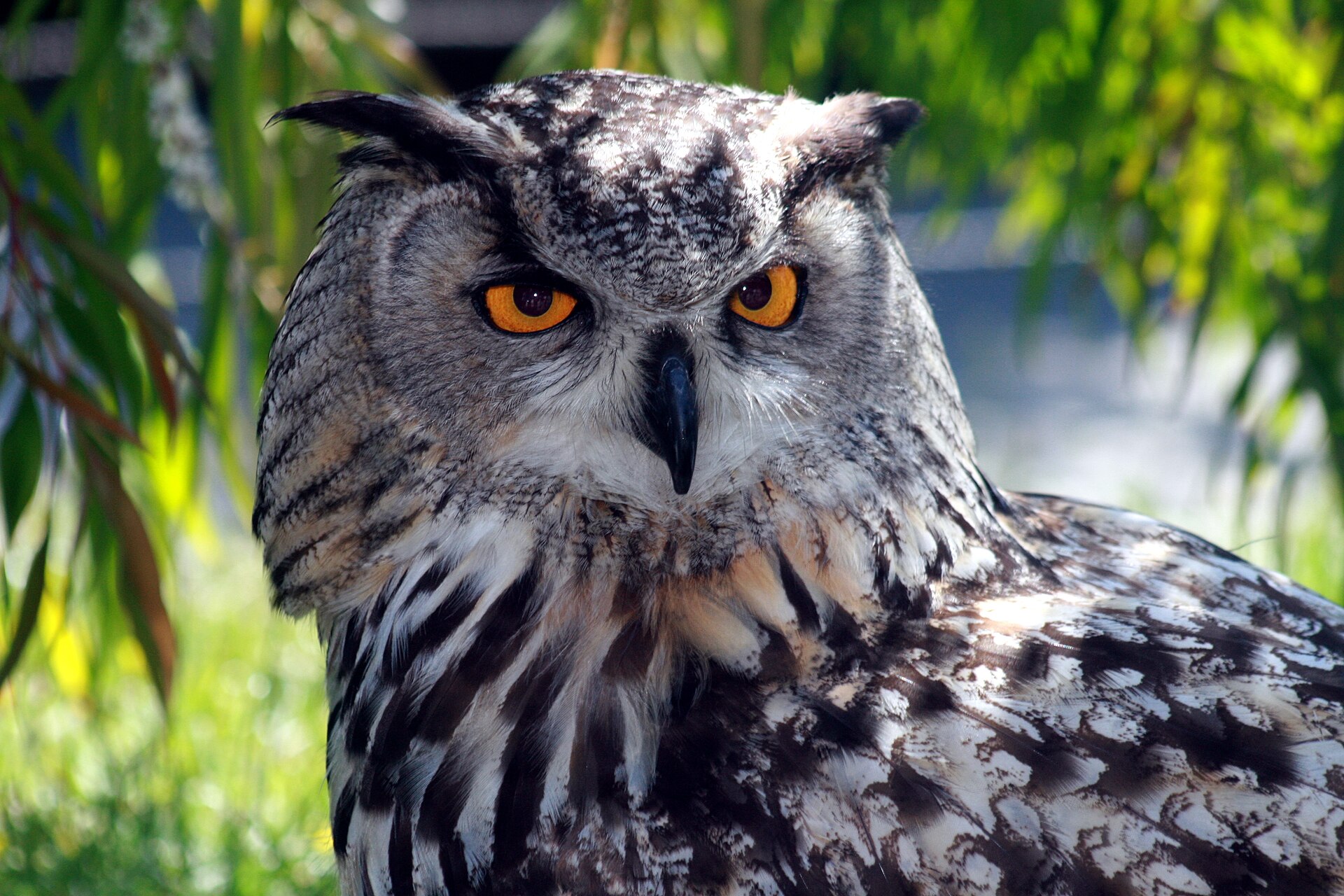 Eurasian Eagle-Owl Eurasian Eagle-Owl ()