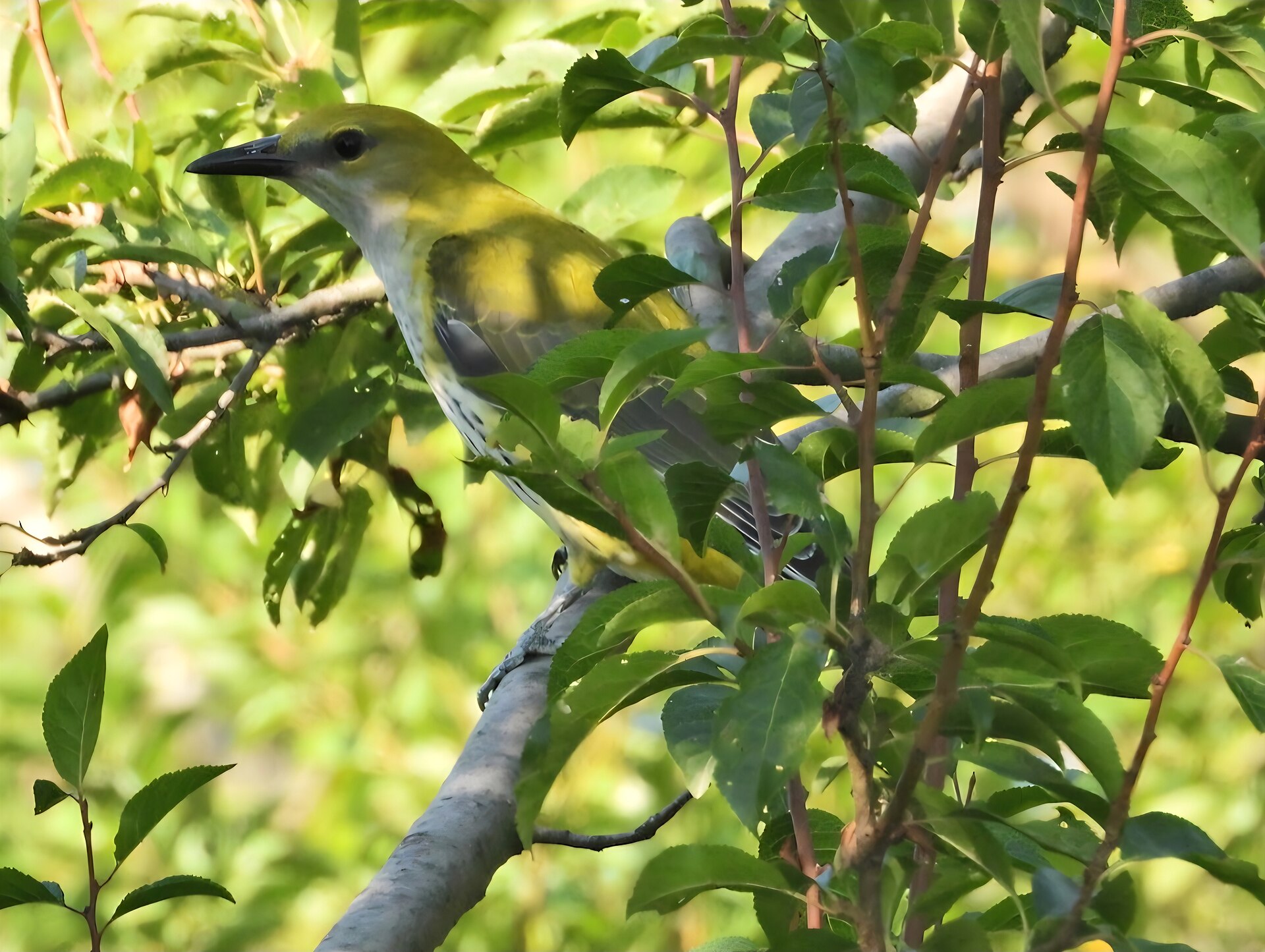 Eurasian Golden Oriole Eurasian Golden Oriole ()