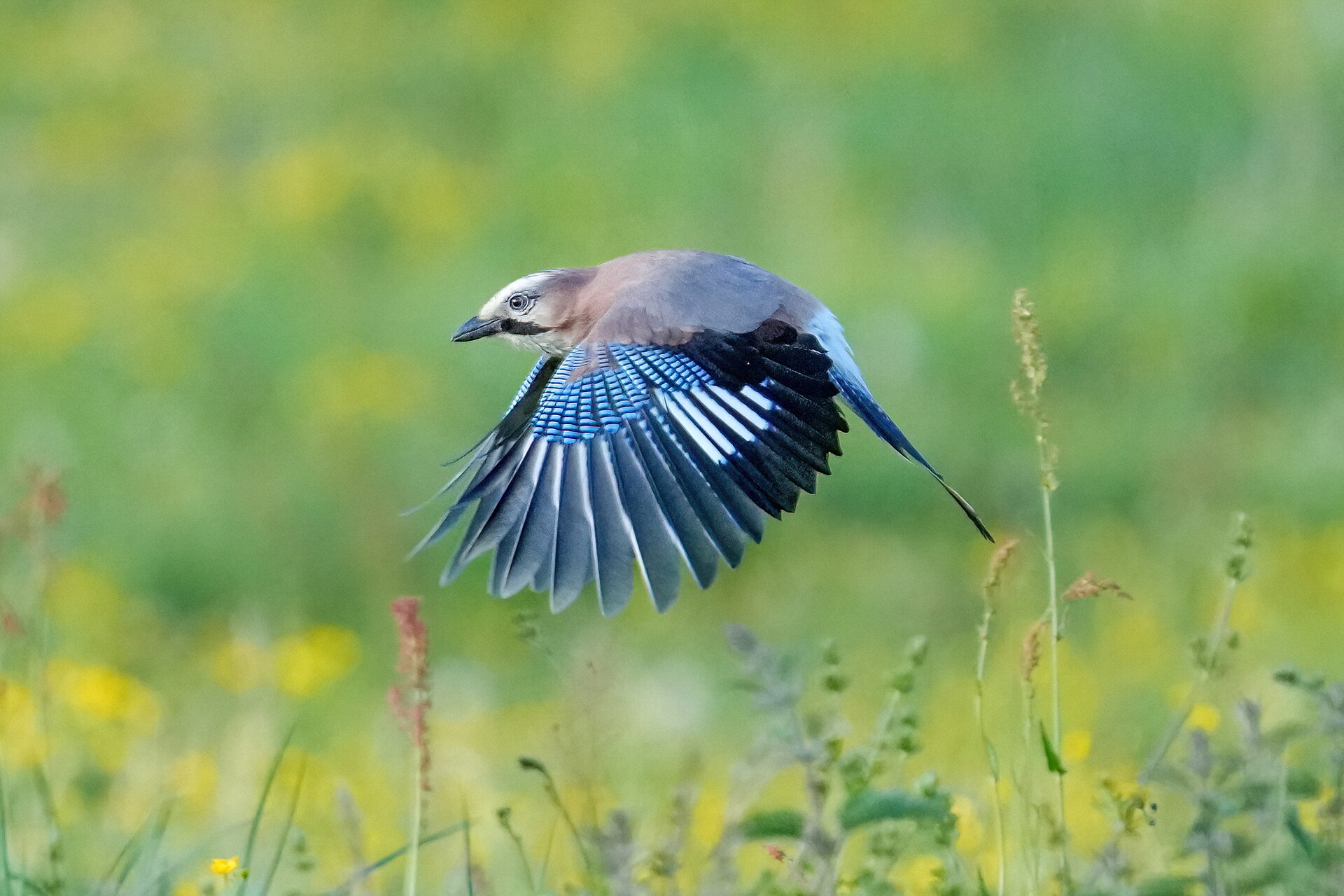 Eurasian Jay ()