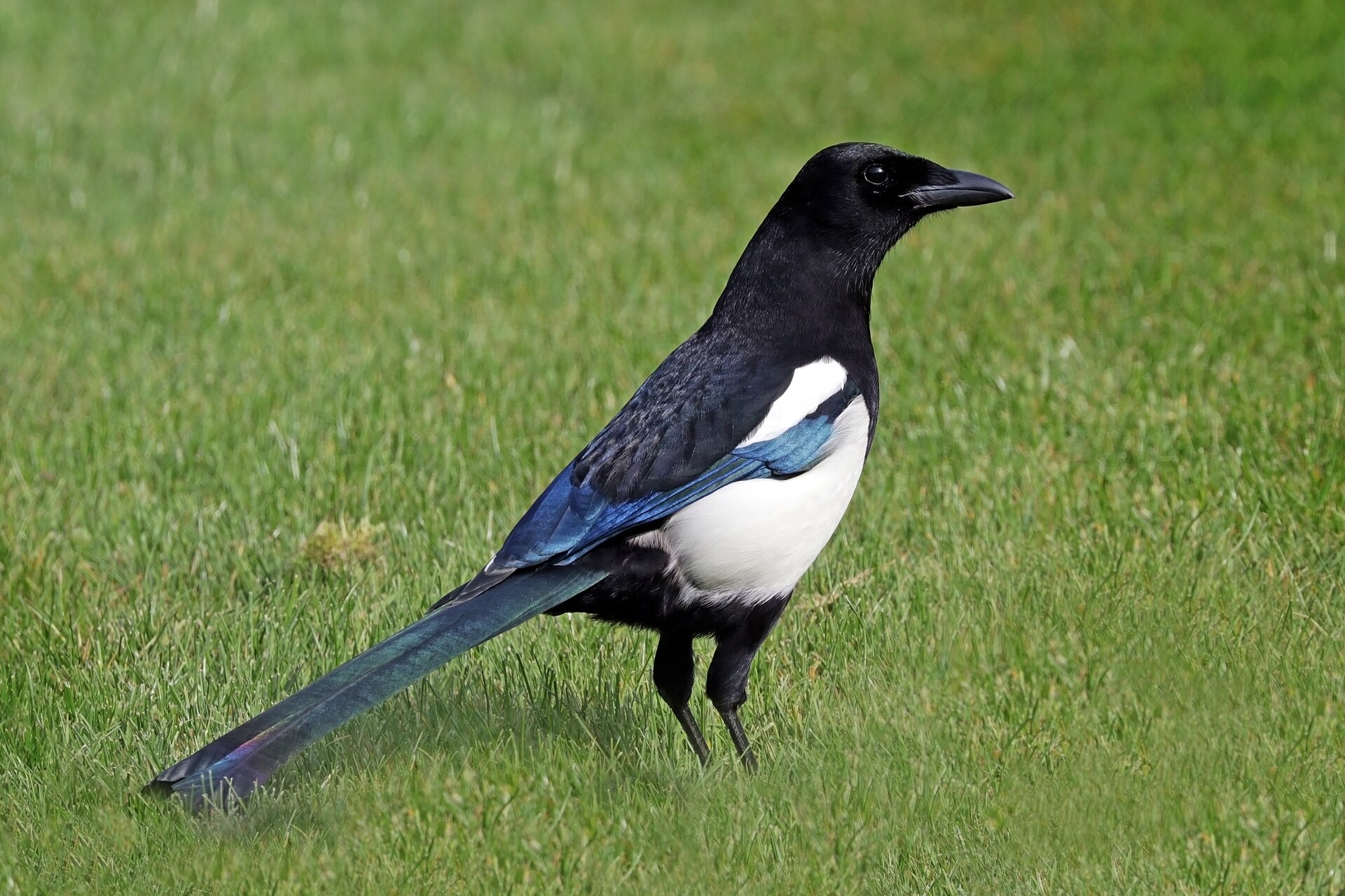Eurasian Magpie (Pica pica)