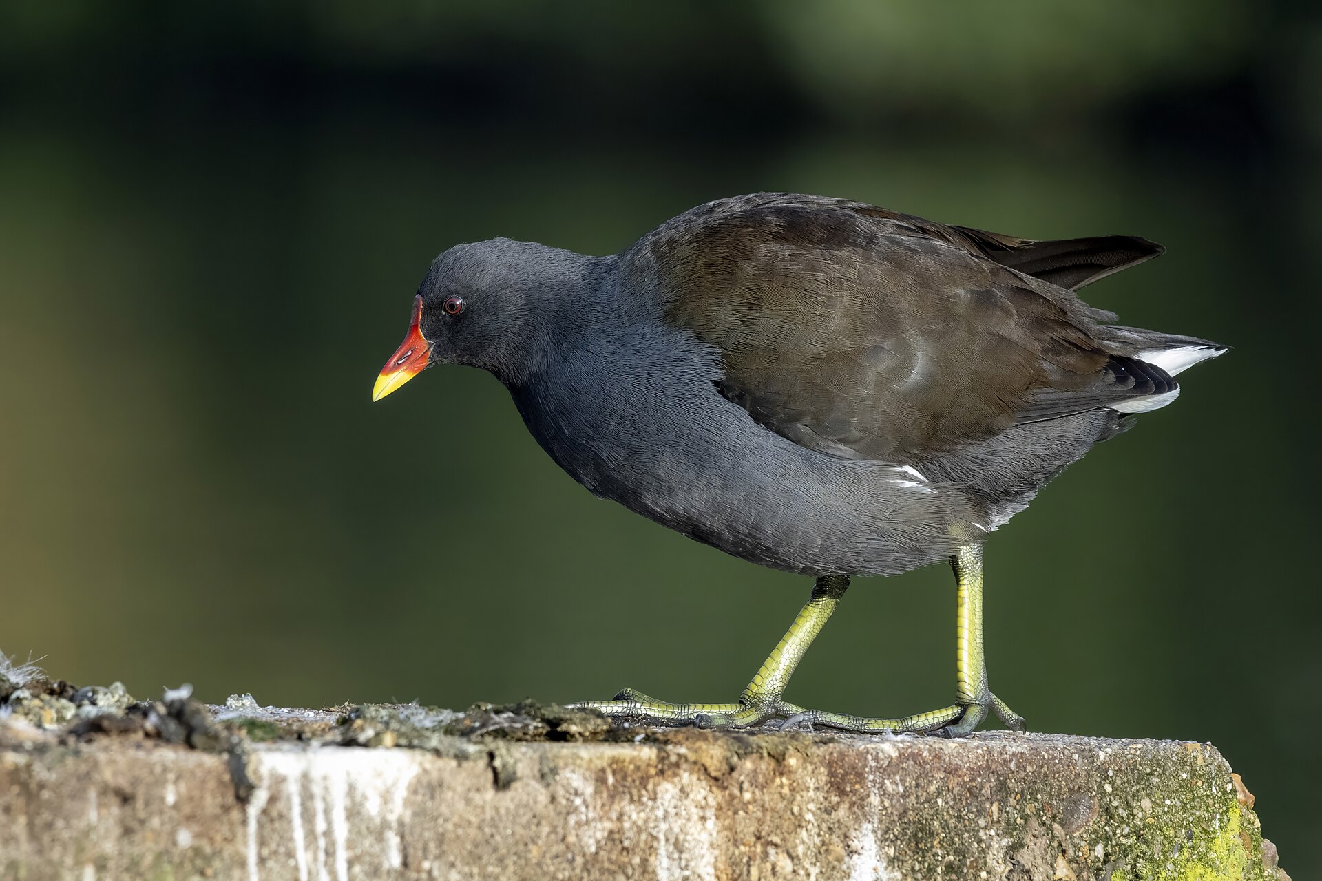 Eurasian Moorhen Eurasian Moorhen ()
