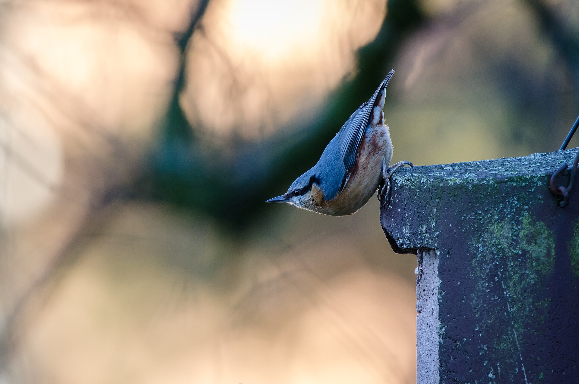 Eurasian Nuthatch (Sitta europaea)